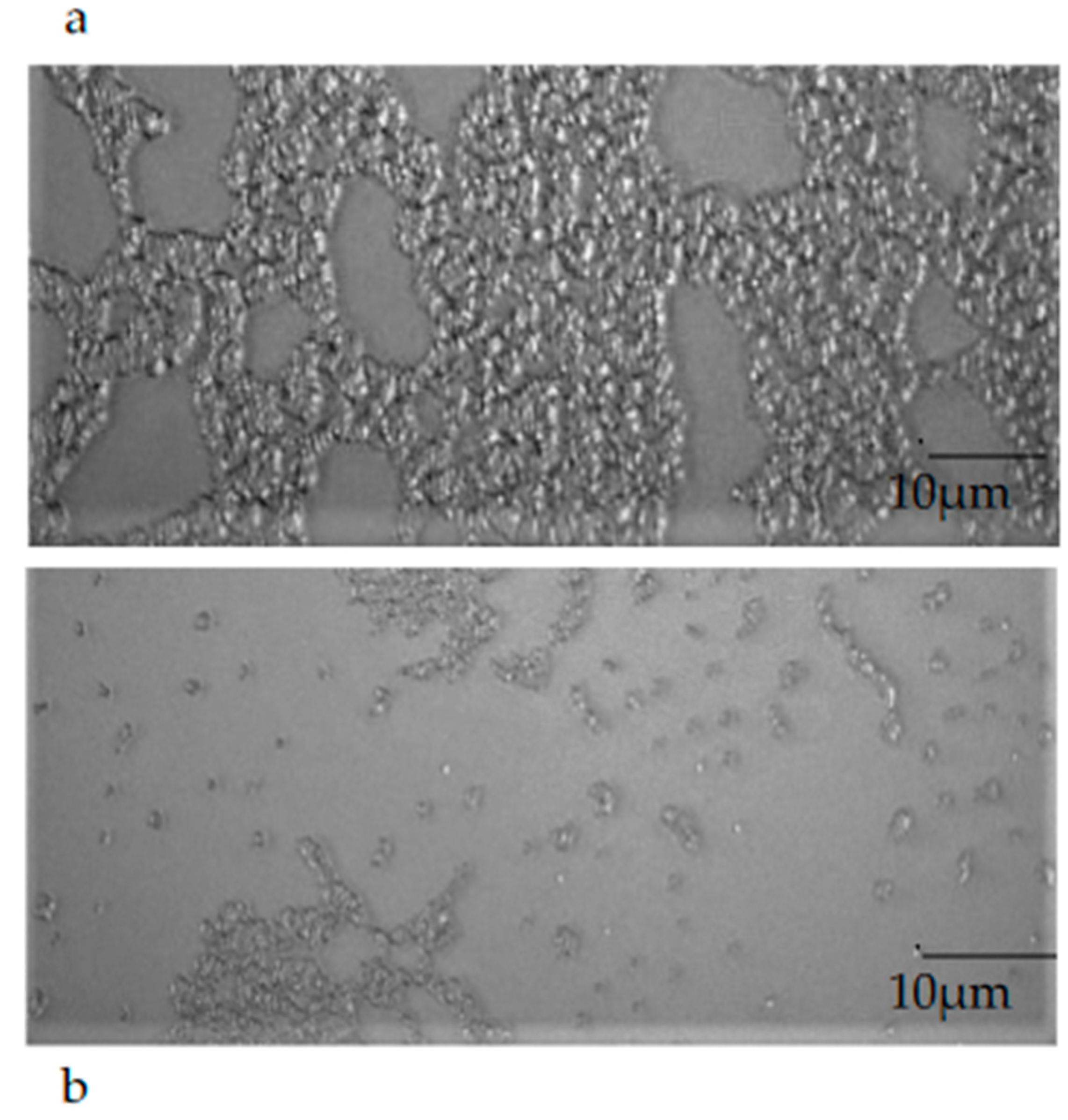 Molecules 28 01671 g008