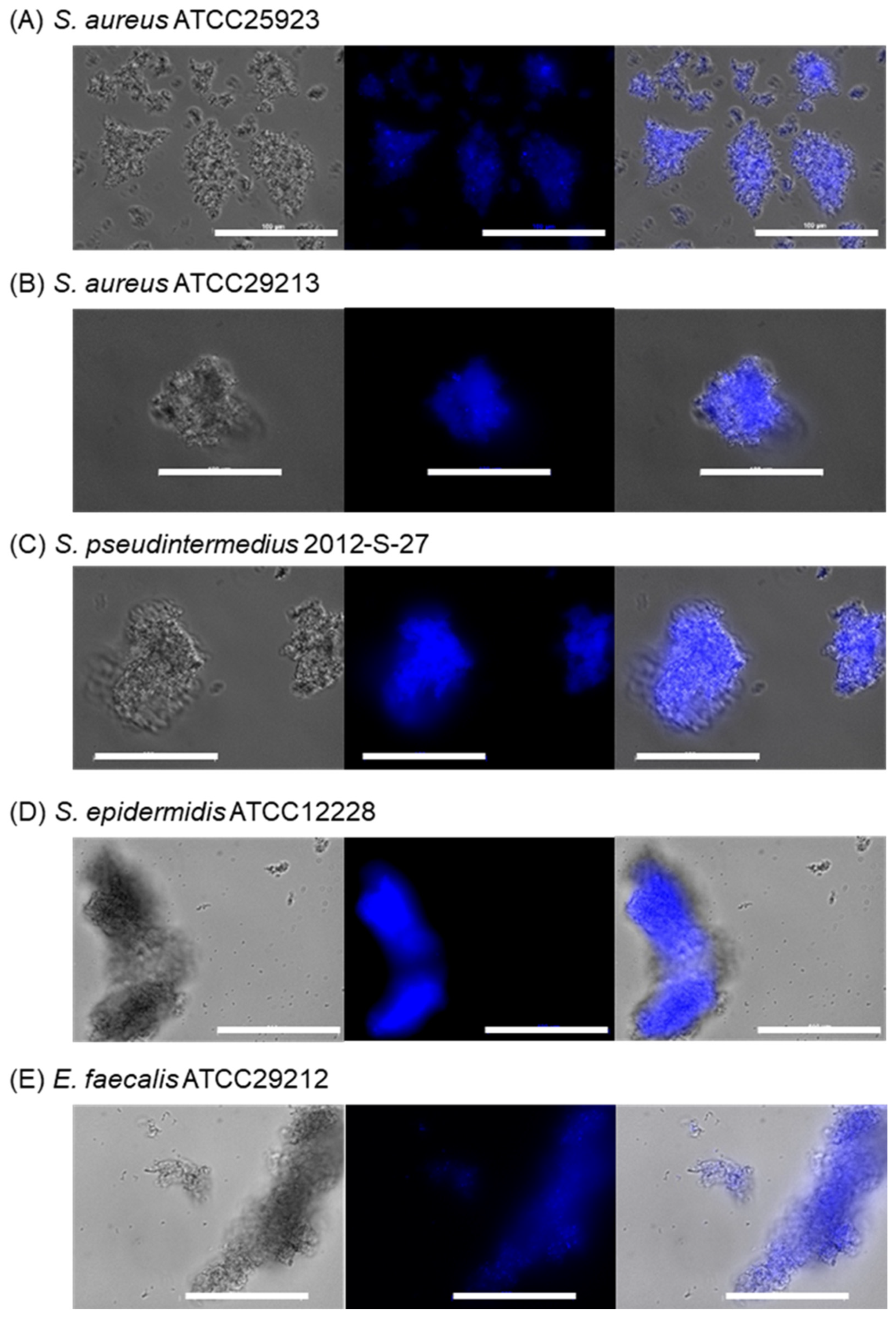 Molecules 28 01704 g009 Molecules 28 01704 g009