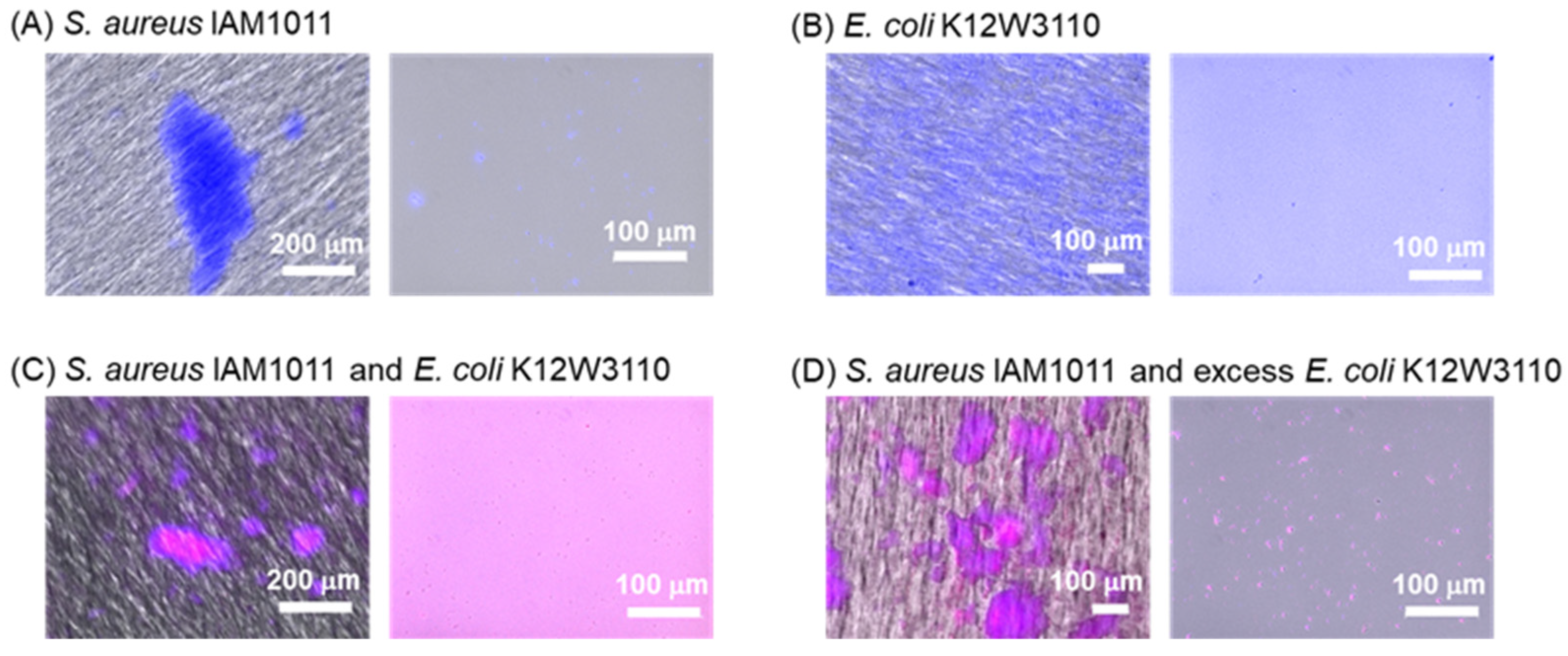 Molecules 28 01704 g011 Molecules 28 01704 g011