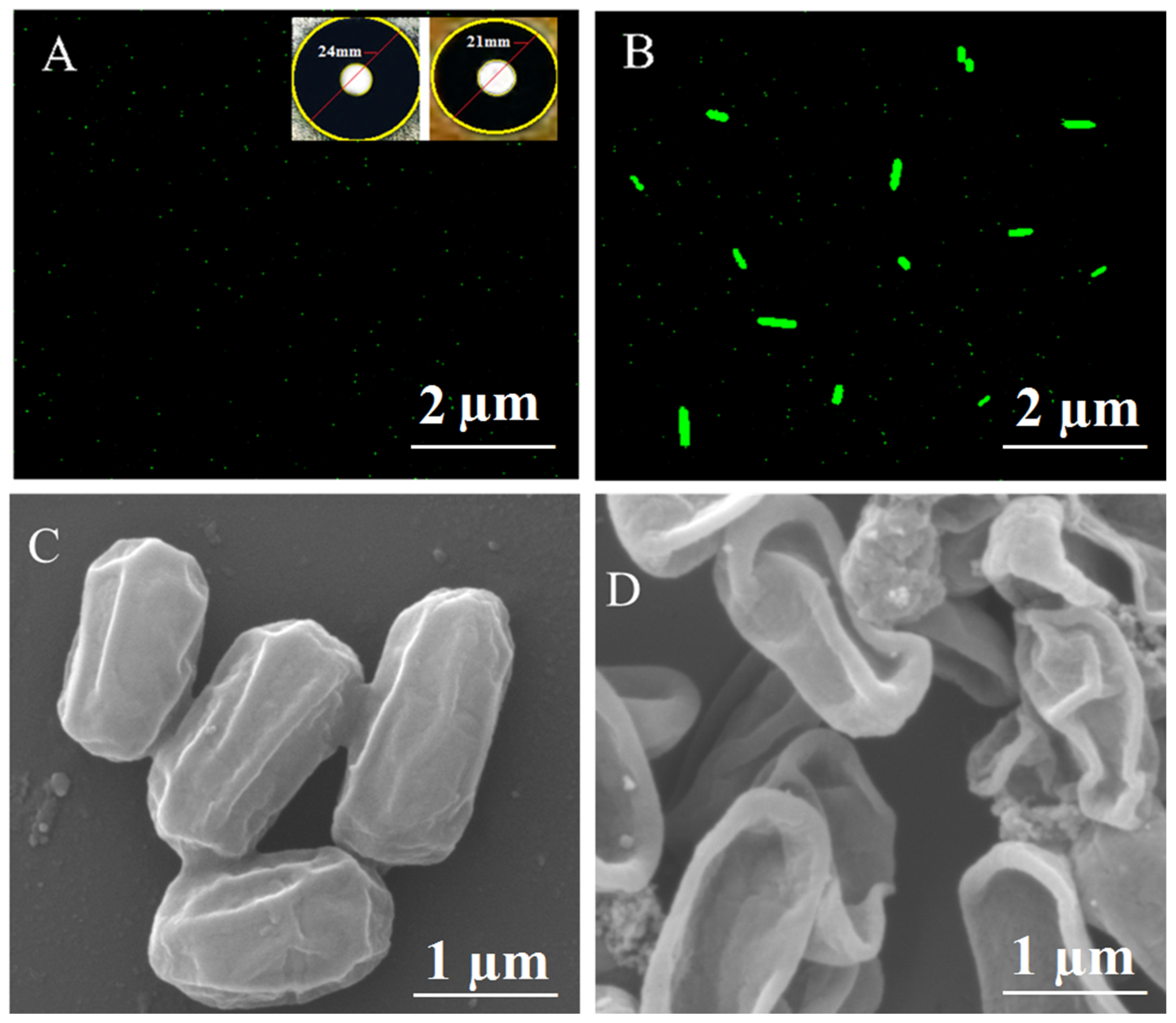 Molecules 28 01705 g008