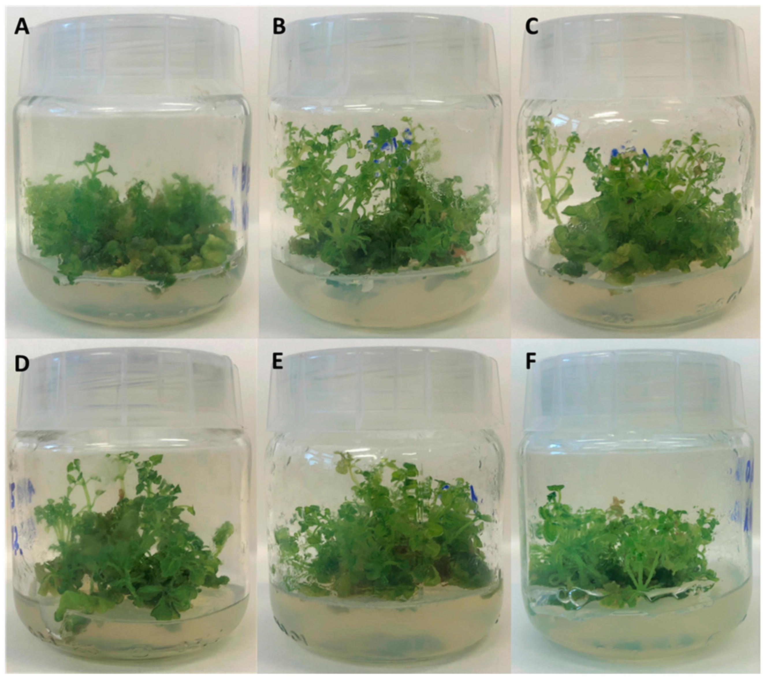 Molecules 28 01785 g001 Molecules 28 01785 g001