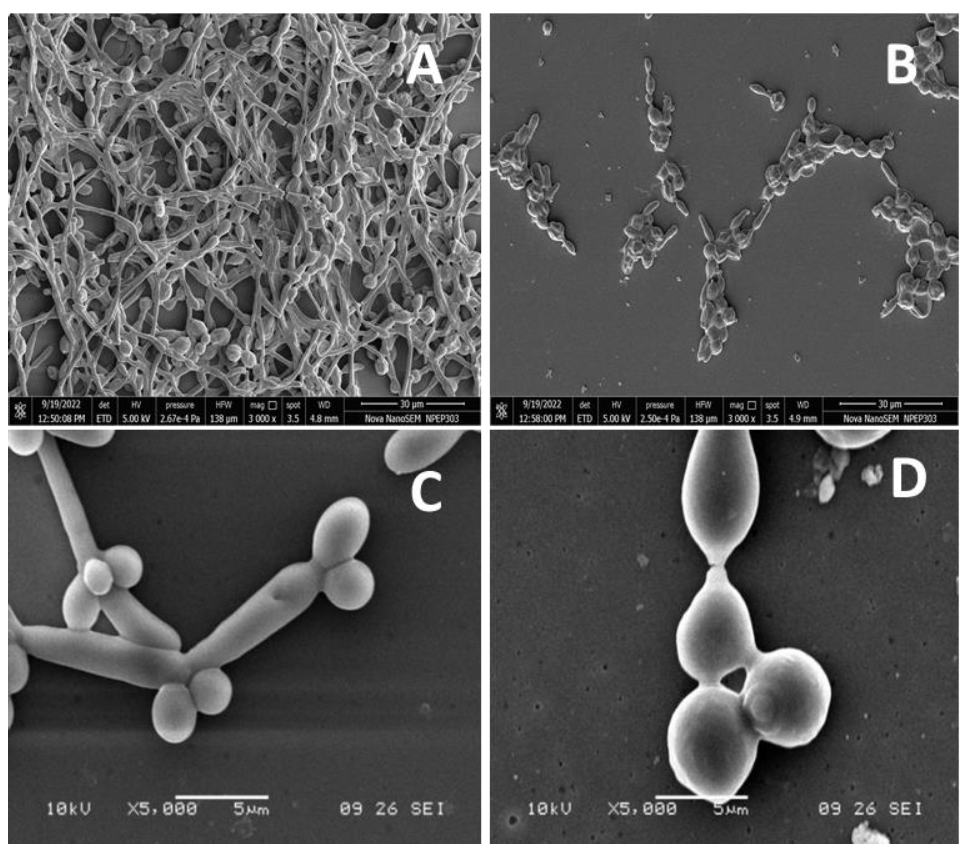 Molecules 28 01836 g006
