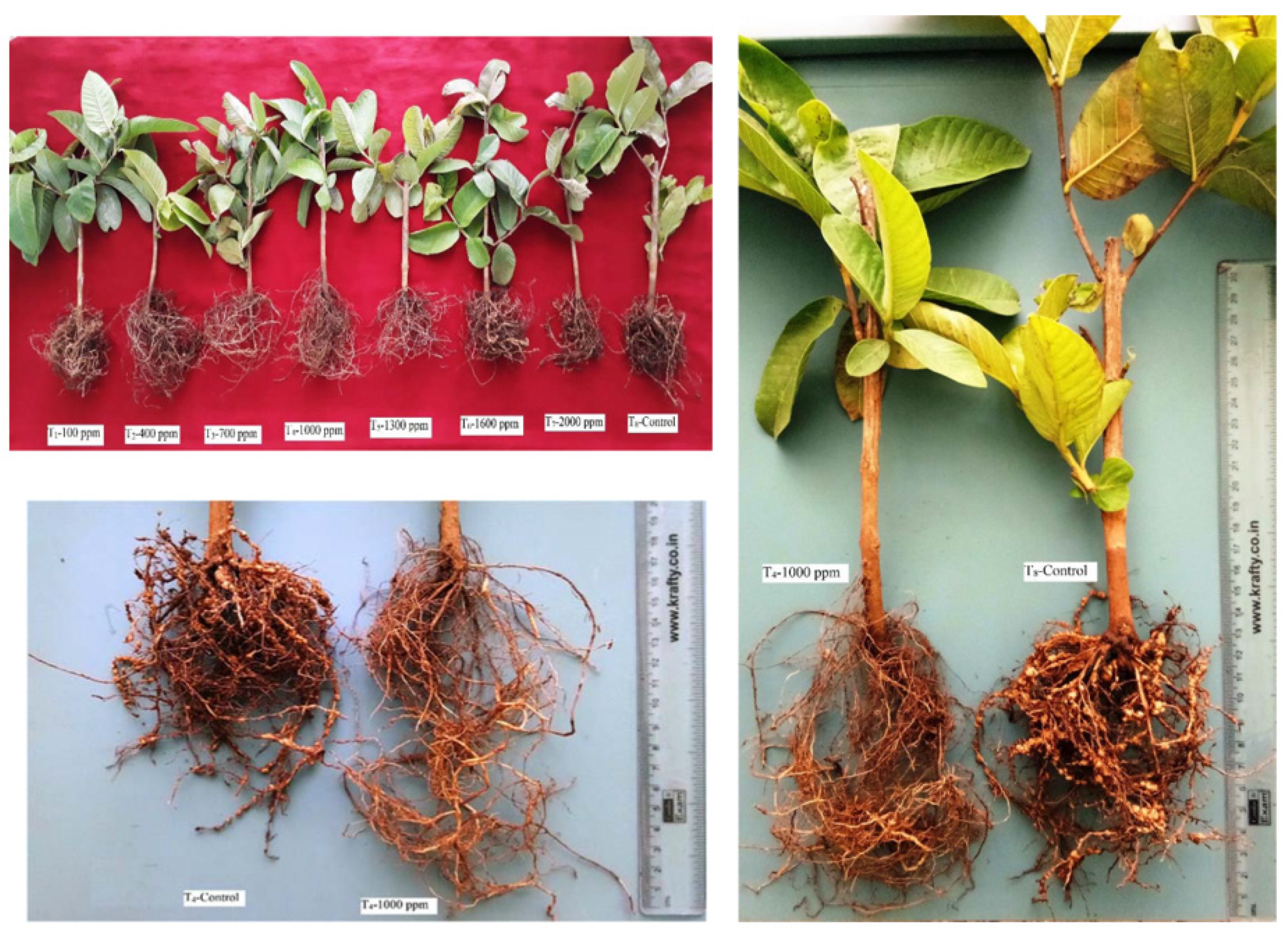 Molecules 28 01839 g001 Molecules 28 01839 g001
