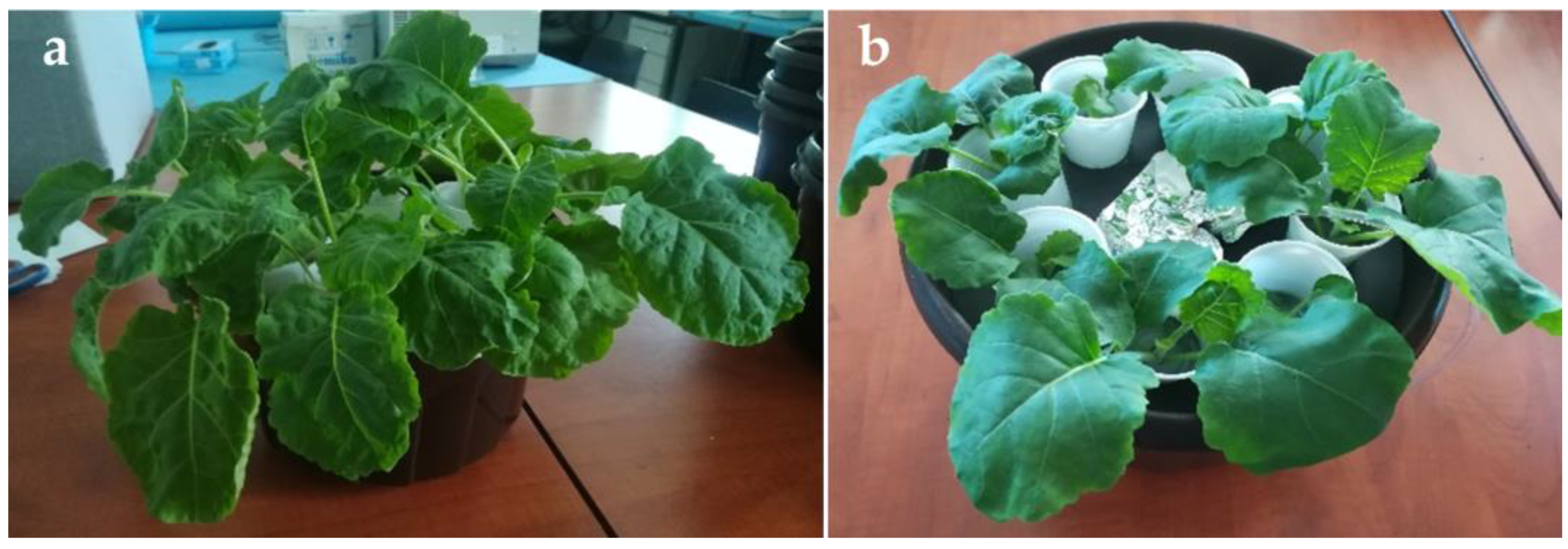 Molecules 28 01840 g002