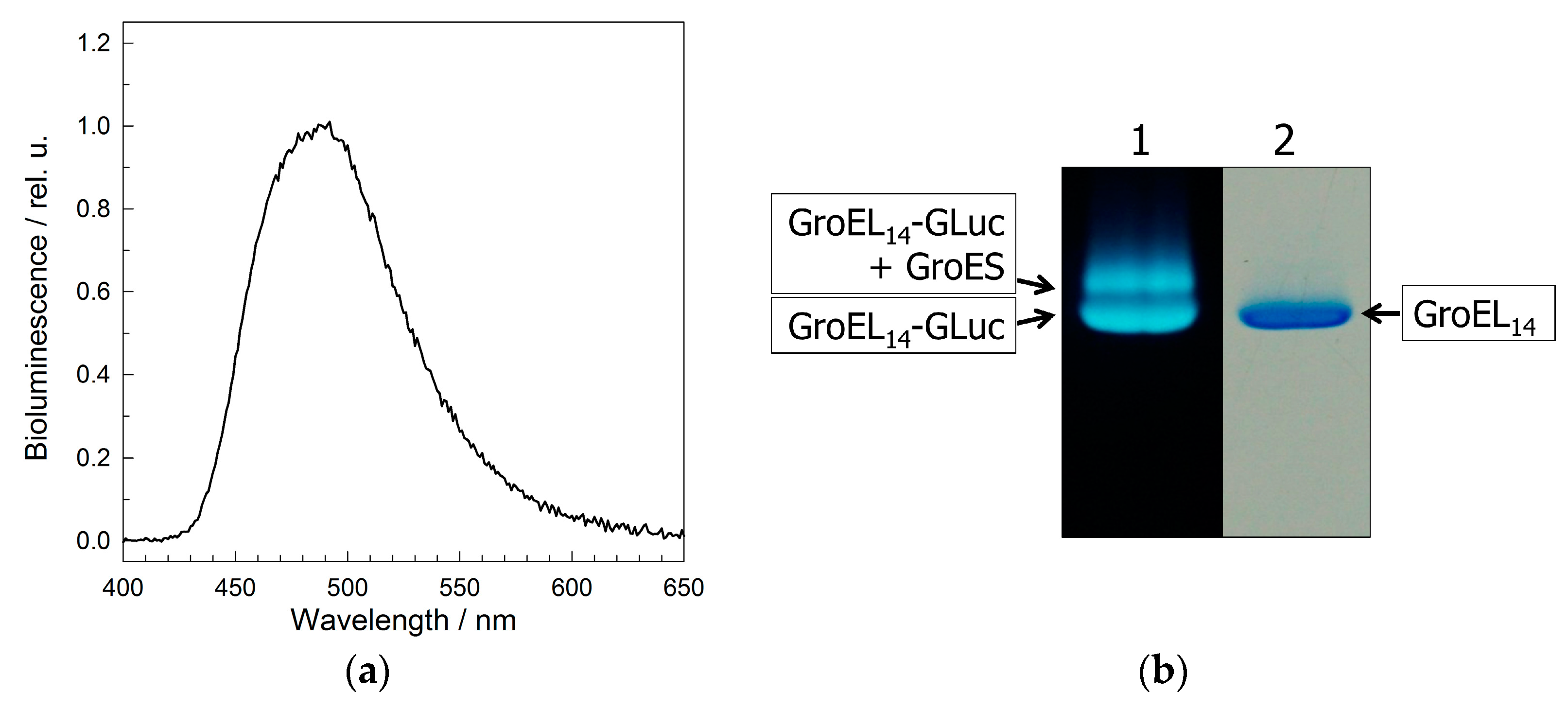Molecules 28 01901 g006