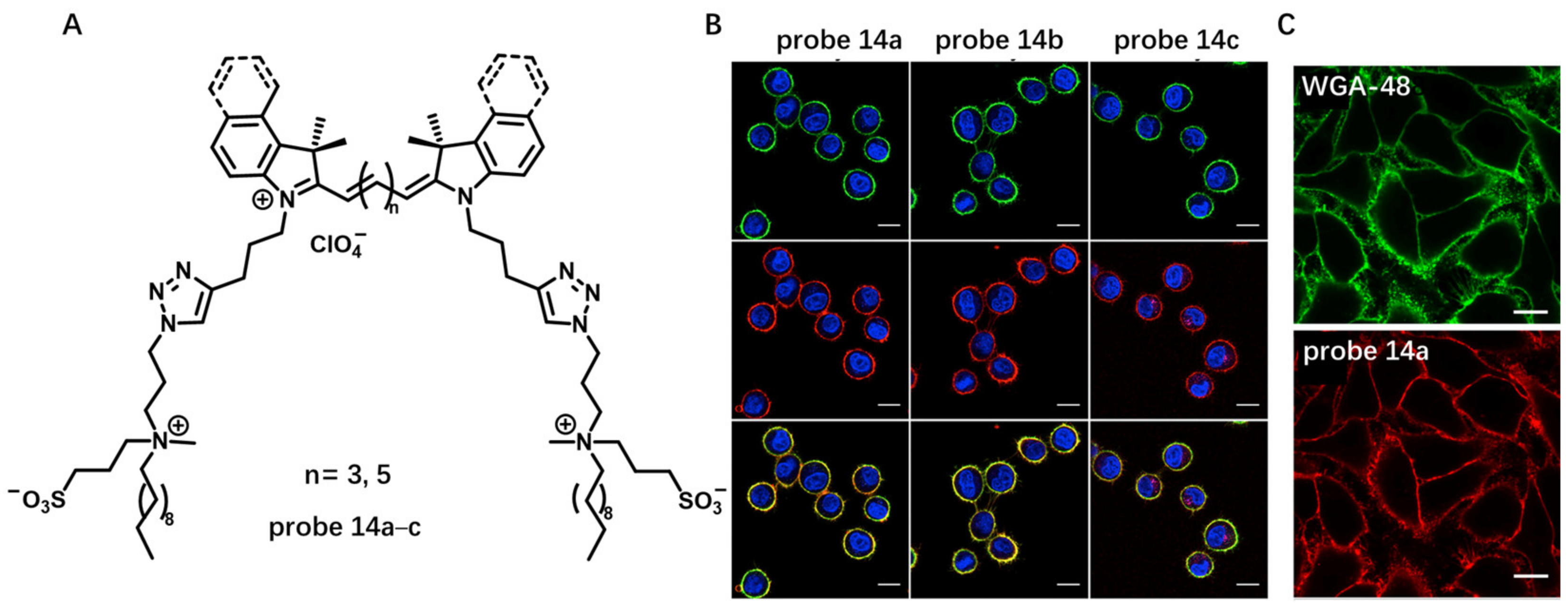 Molecules 28 01906 g014
