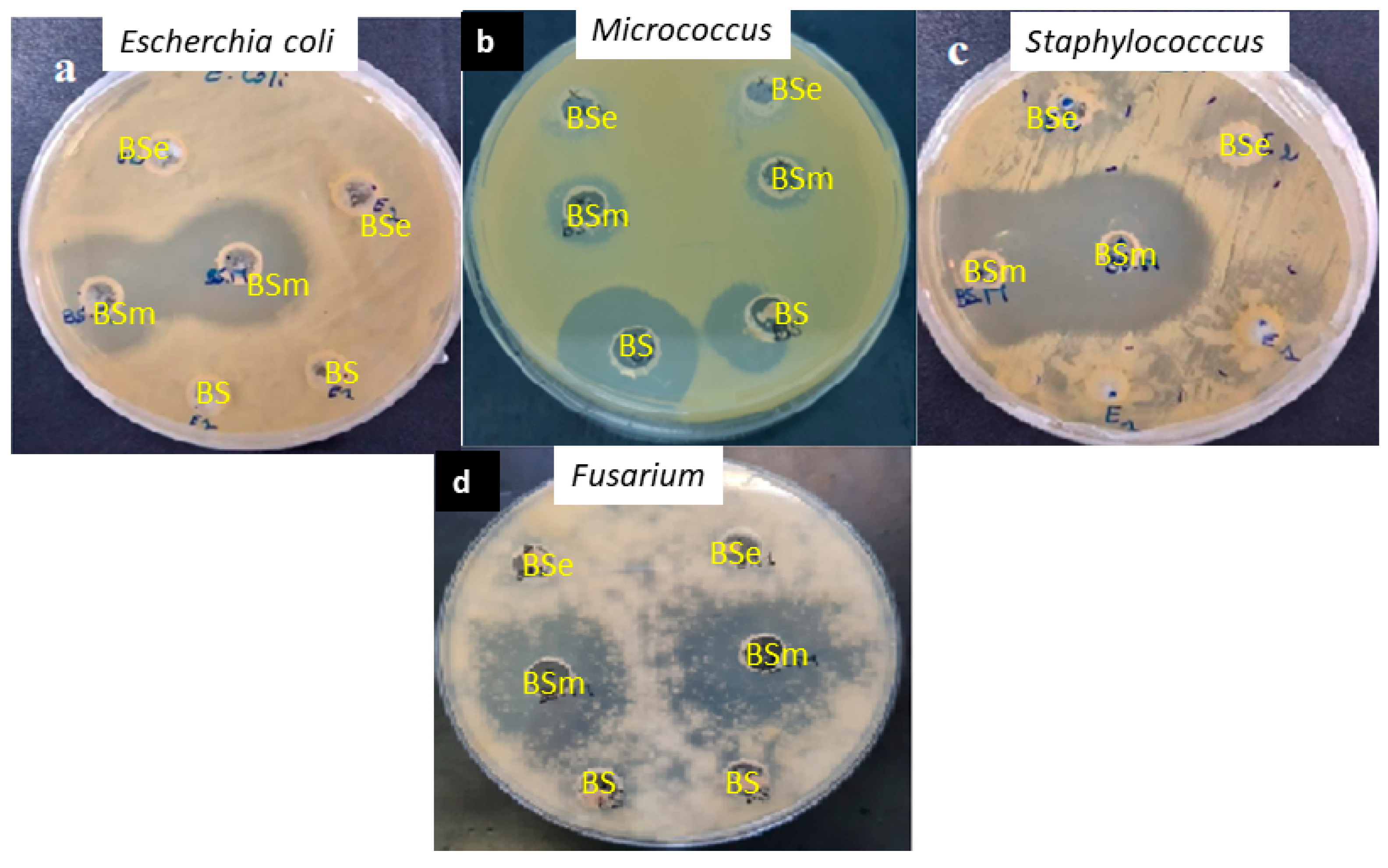 Molecules 28 01912 g007