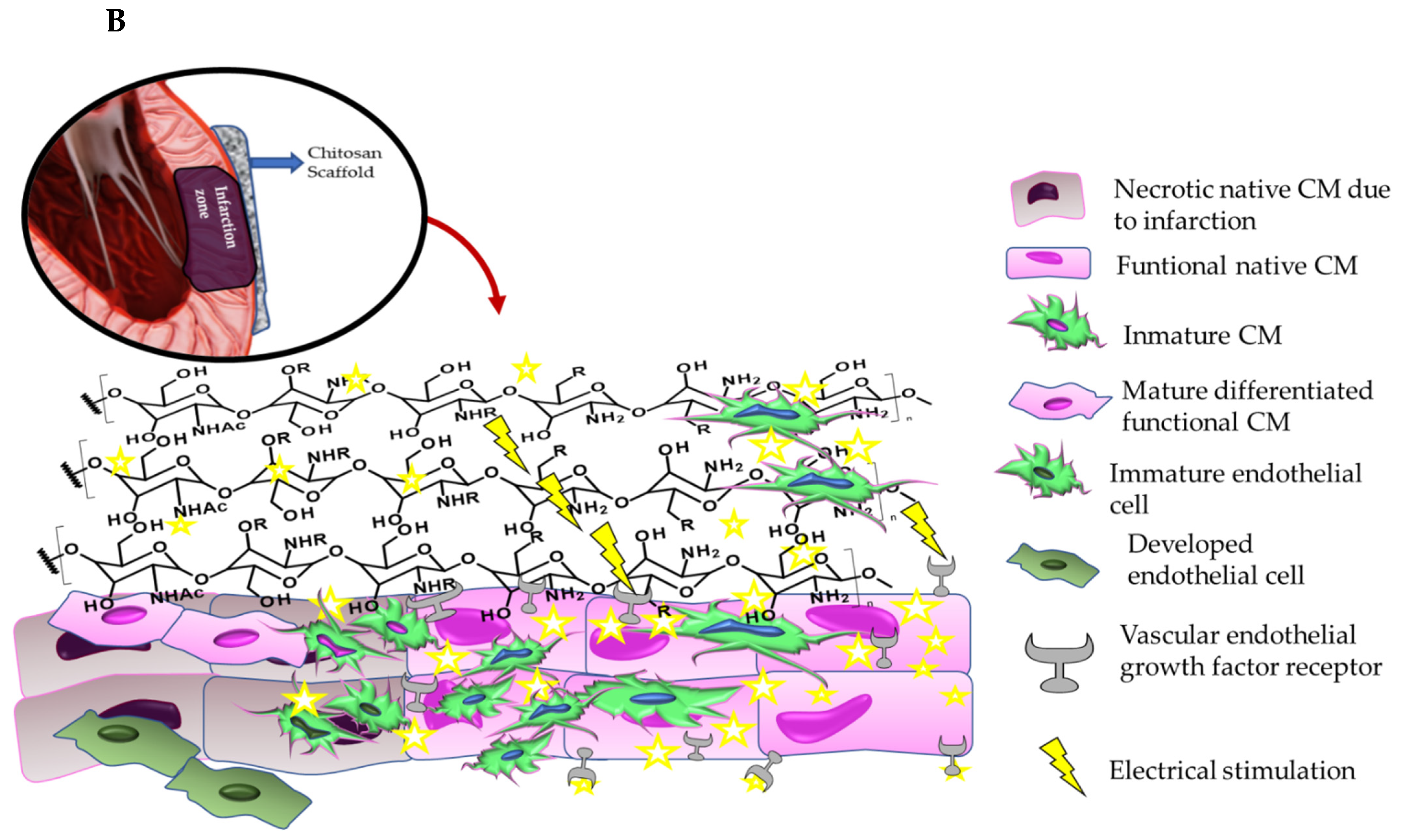 Molecules 28 01920 g004b