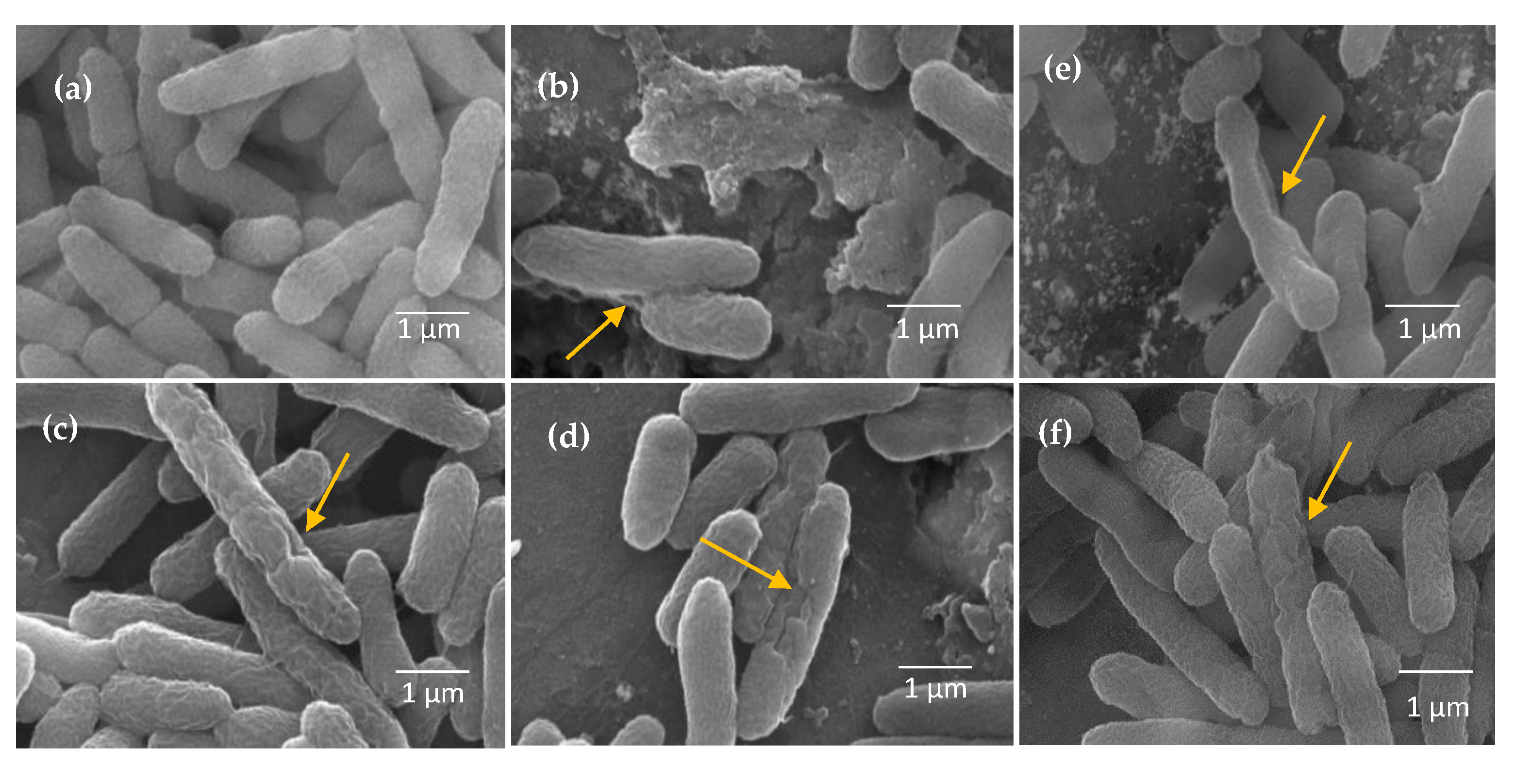 Molecules 28 02002 g009
