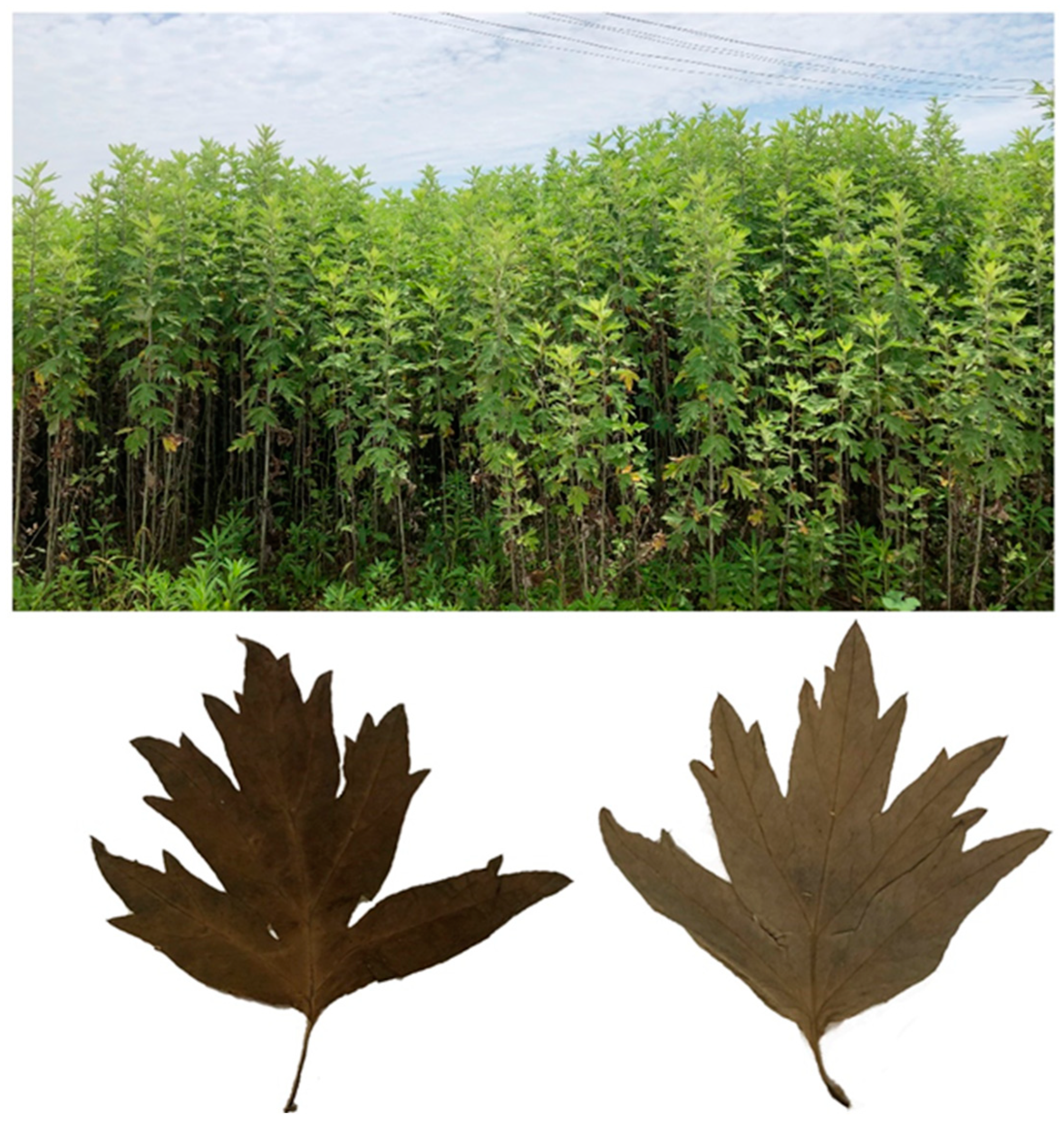 Molecules 28 02022 g005