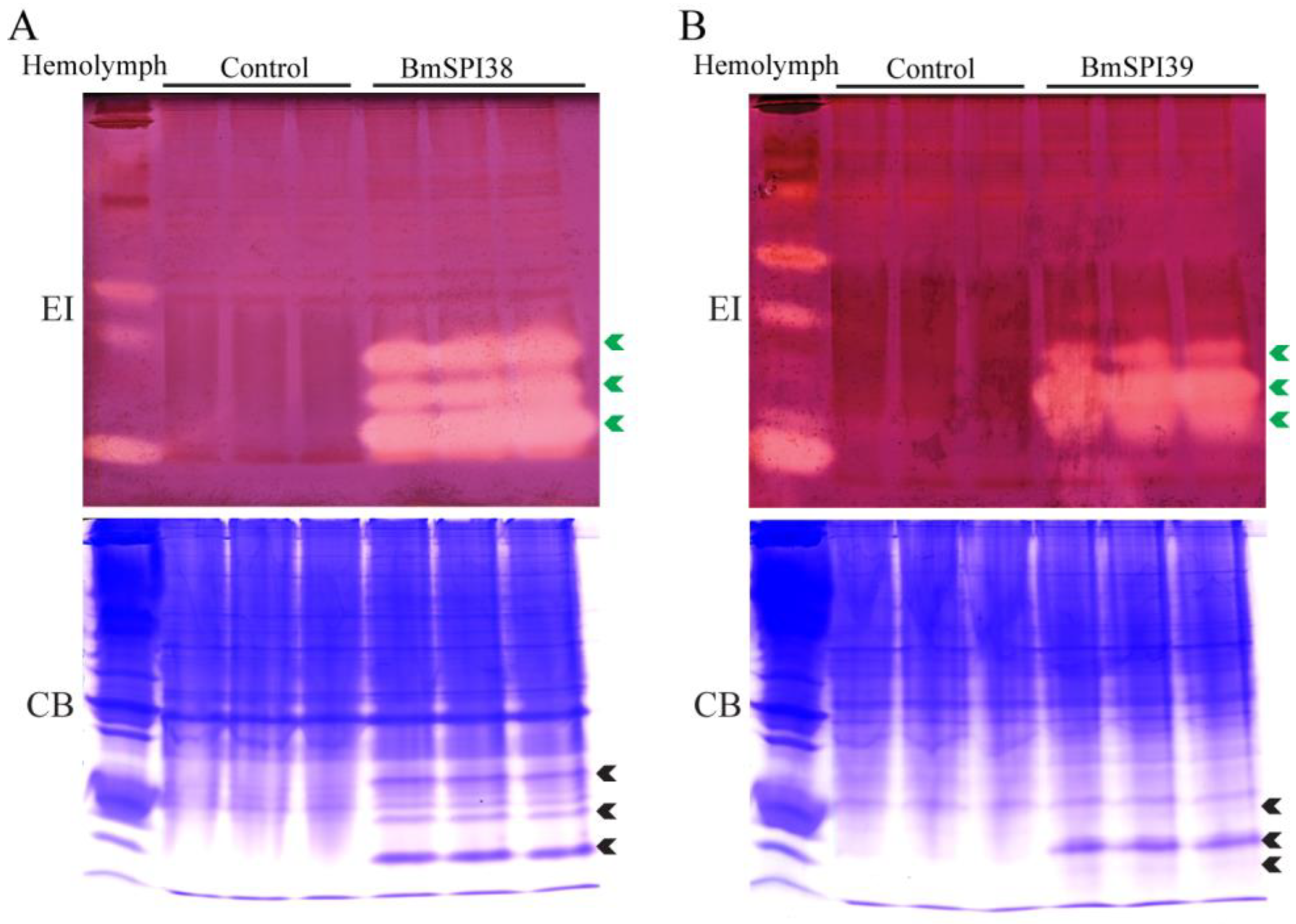 Molecules 28 02073 g001