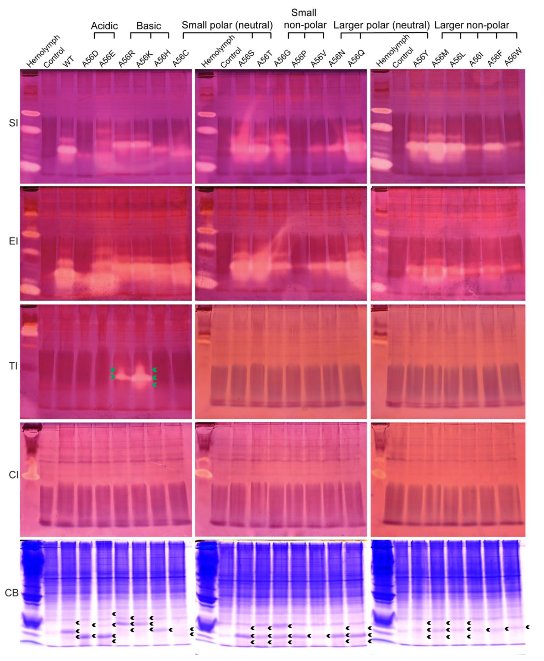Molecules 28 02073 g004