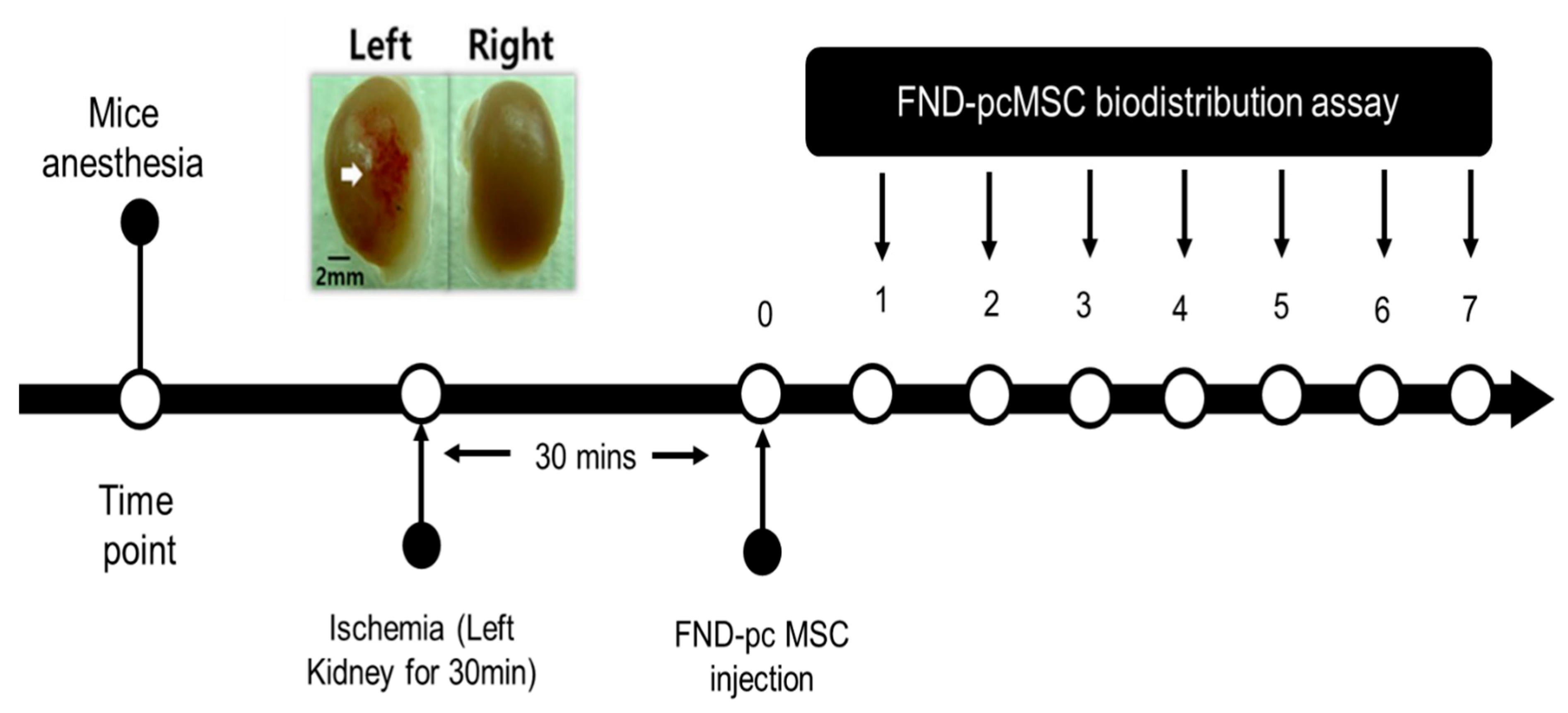 Molecules 28 02130 g004 Molecules 28 02130 g004