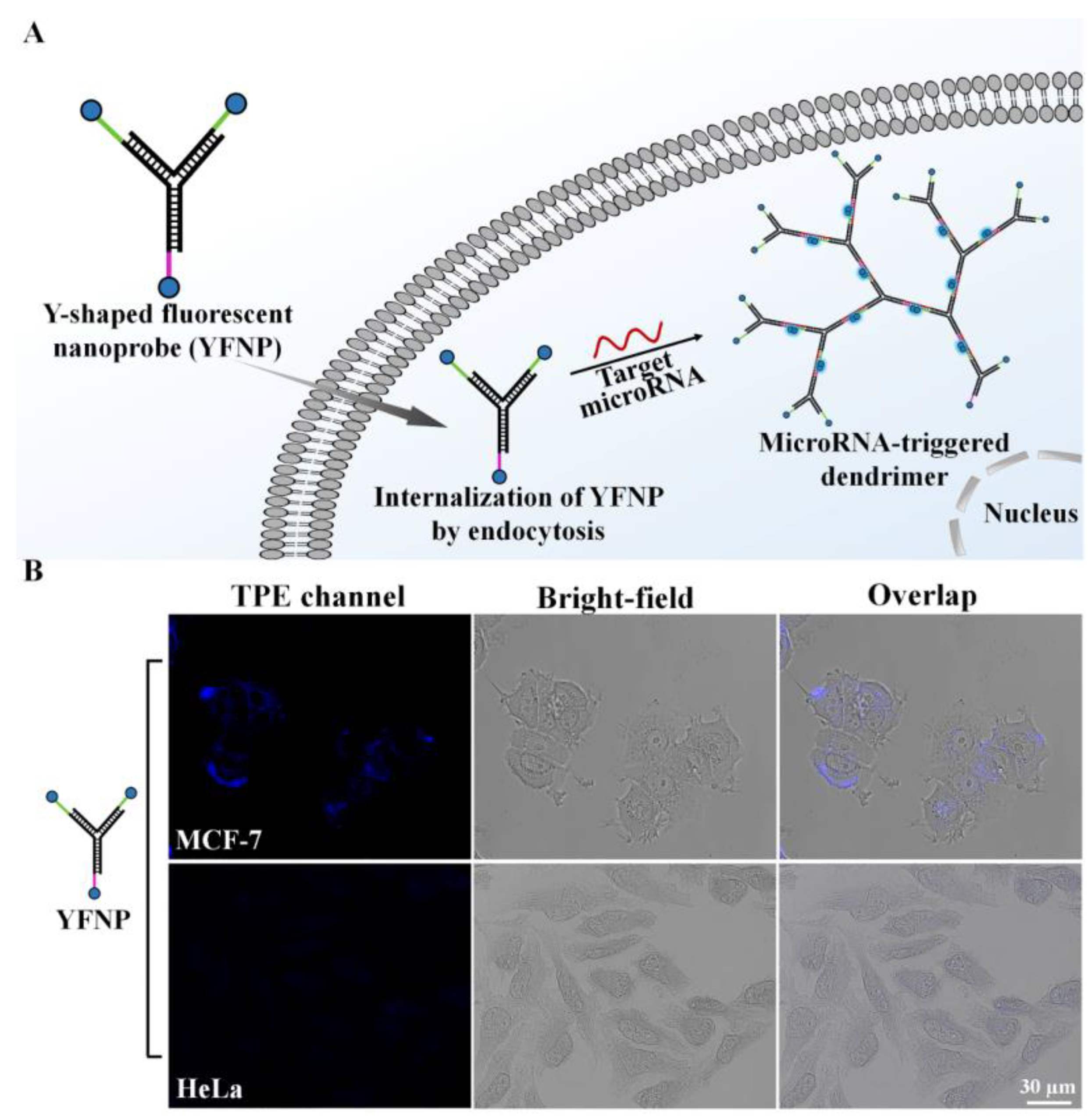 Molecules 28 02149 g005