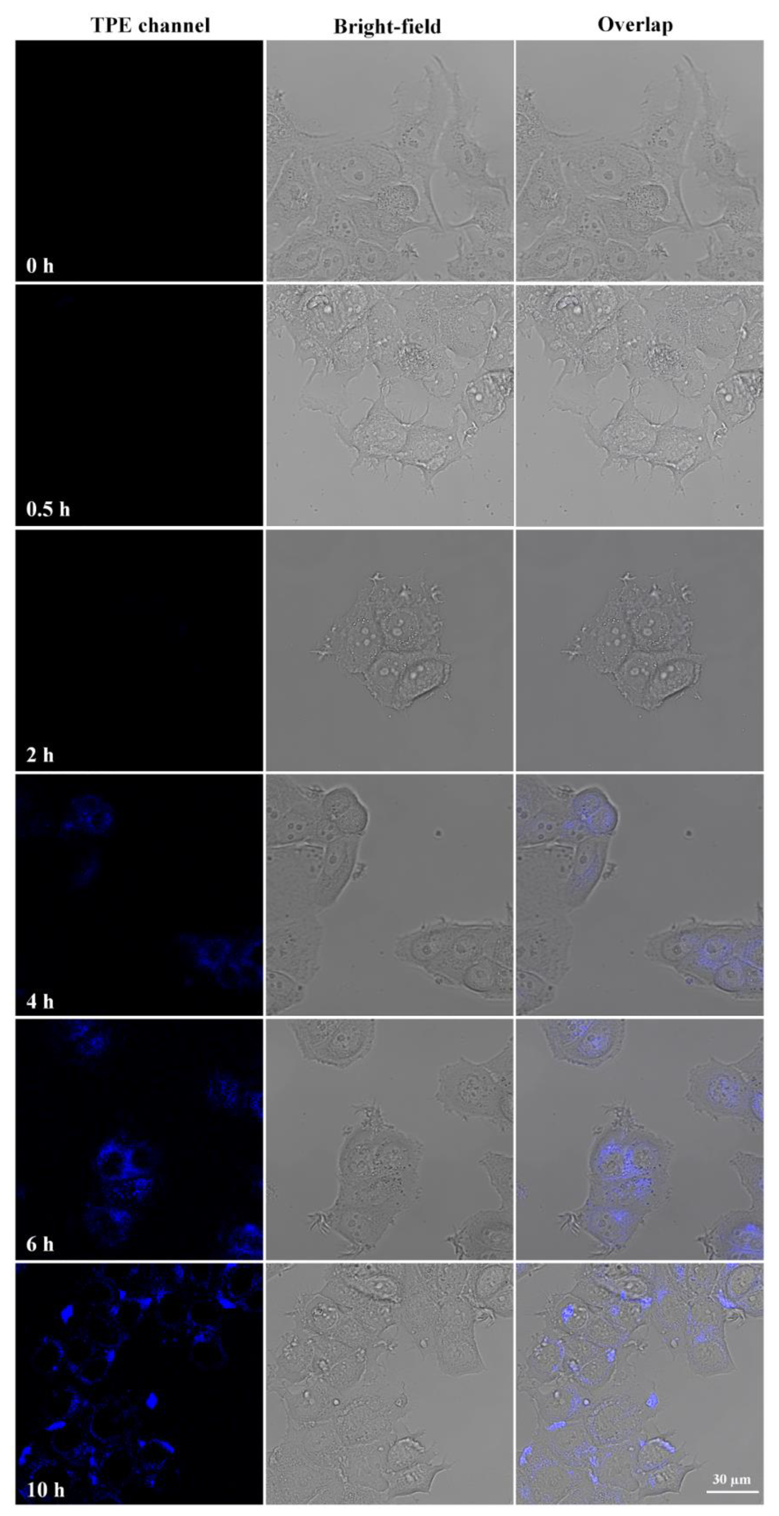 Molecules 28 02149 g006