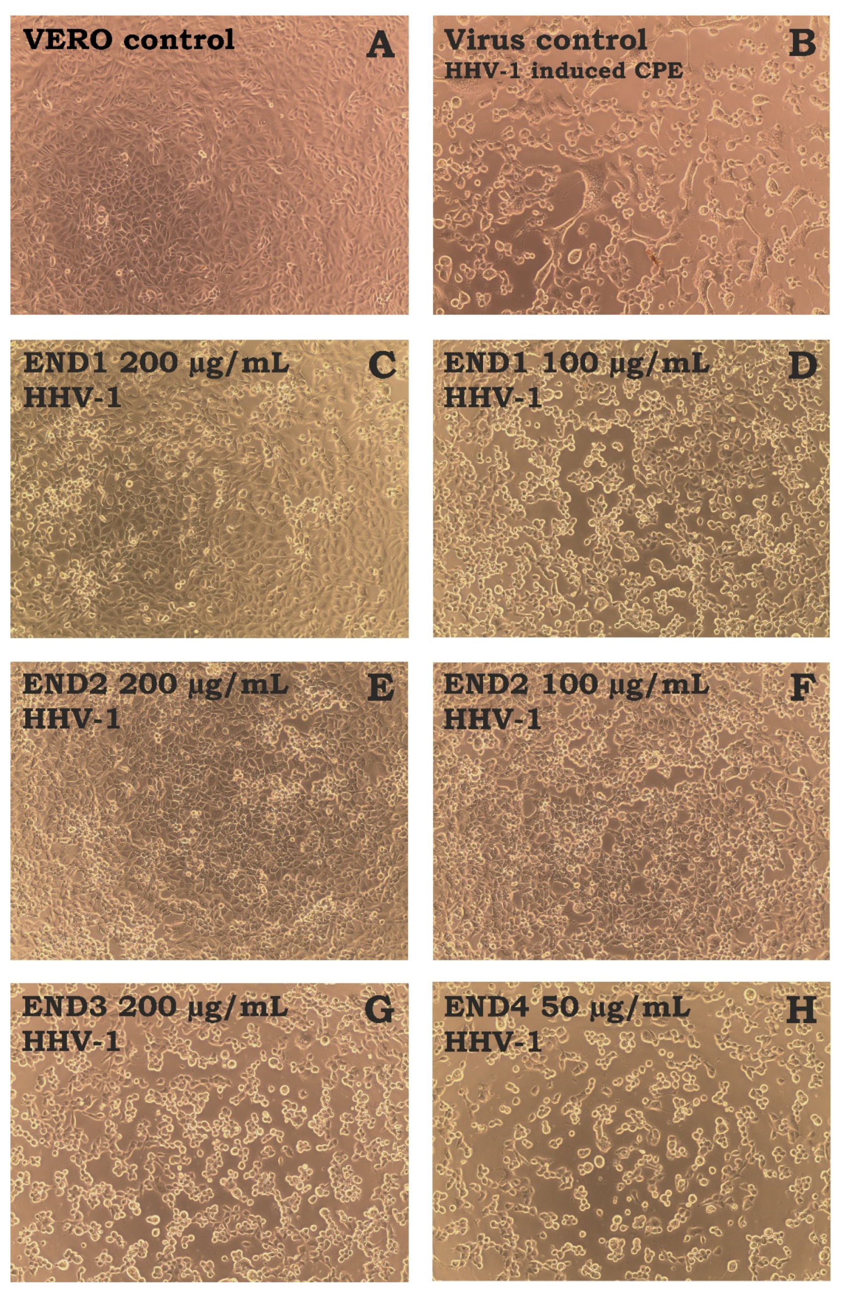Molecules 28 02202 g004