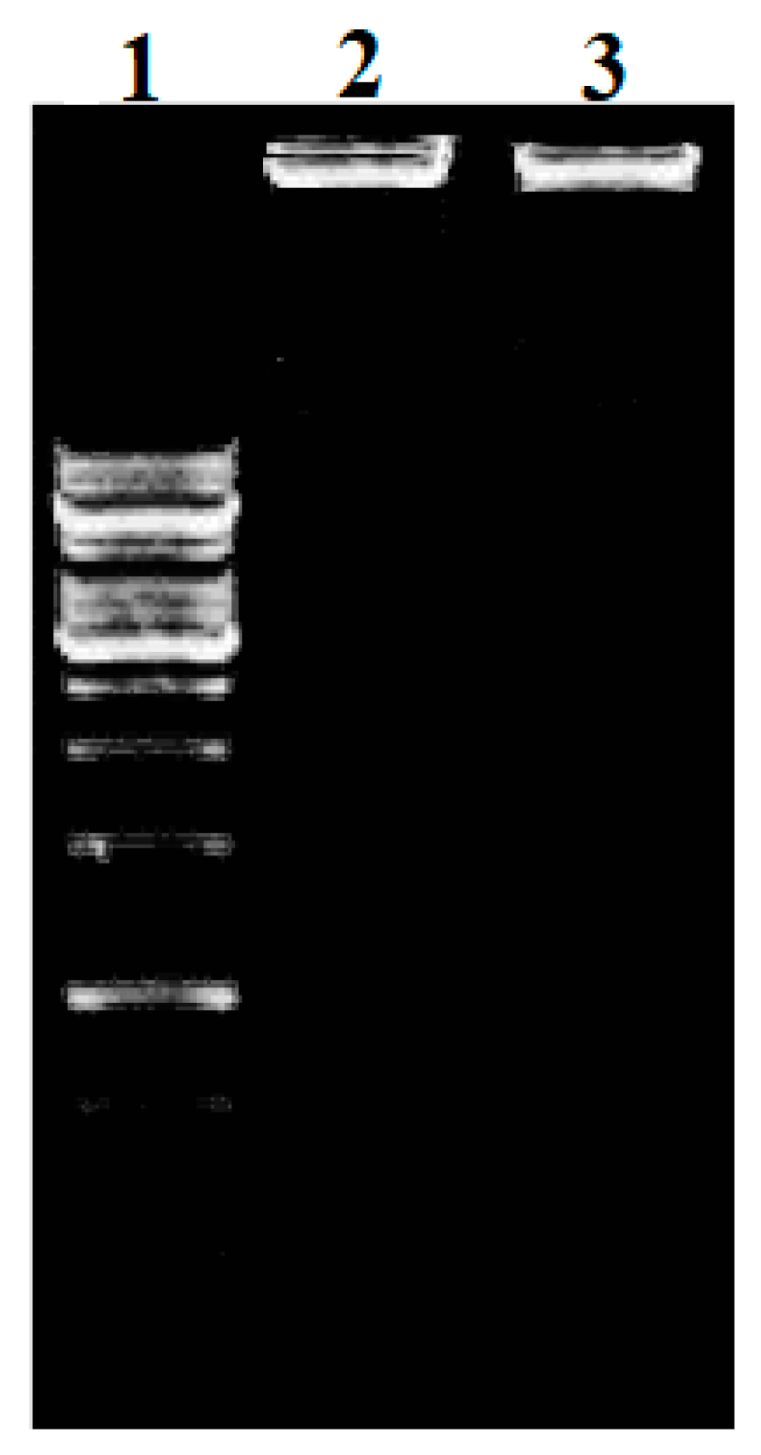 Molecules 28 02215 g009