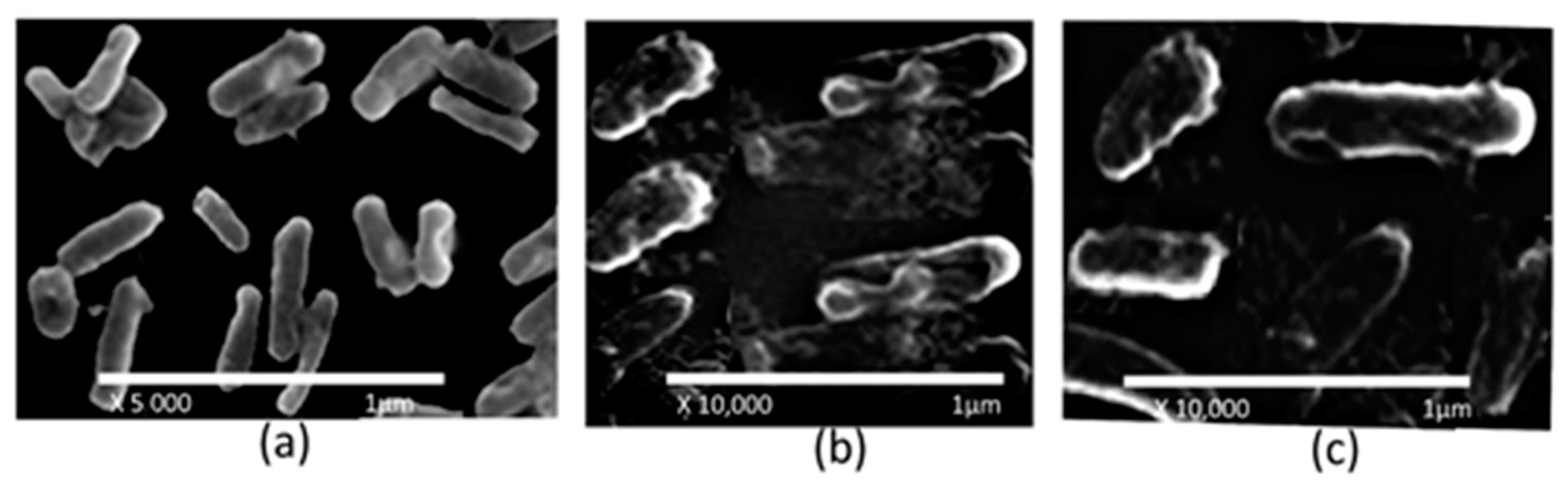 Molecules 28 02215 g010