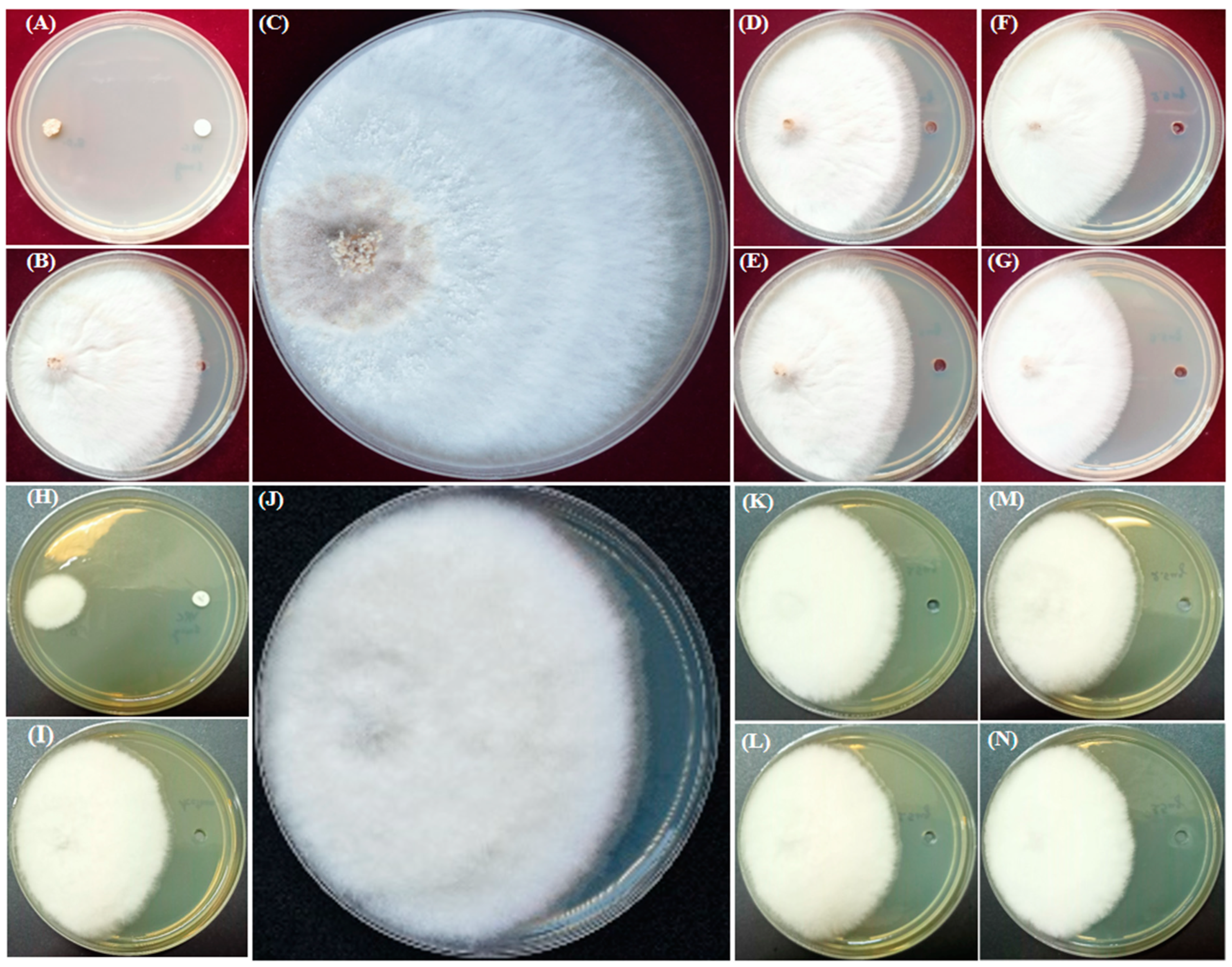 Molecules 28 02279 g003 Molecules 28 02279 g003