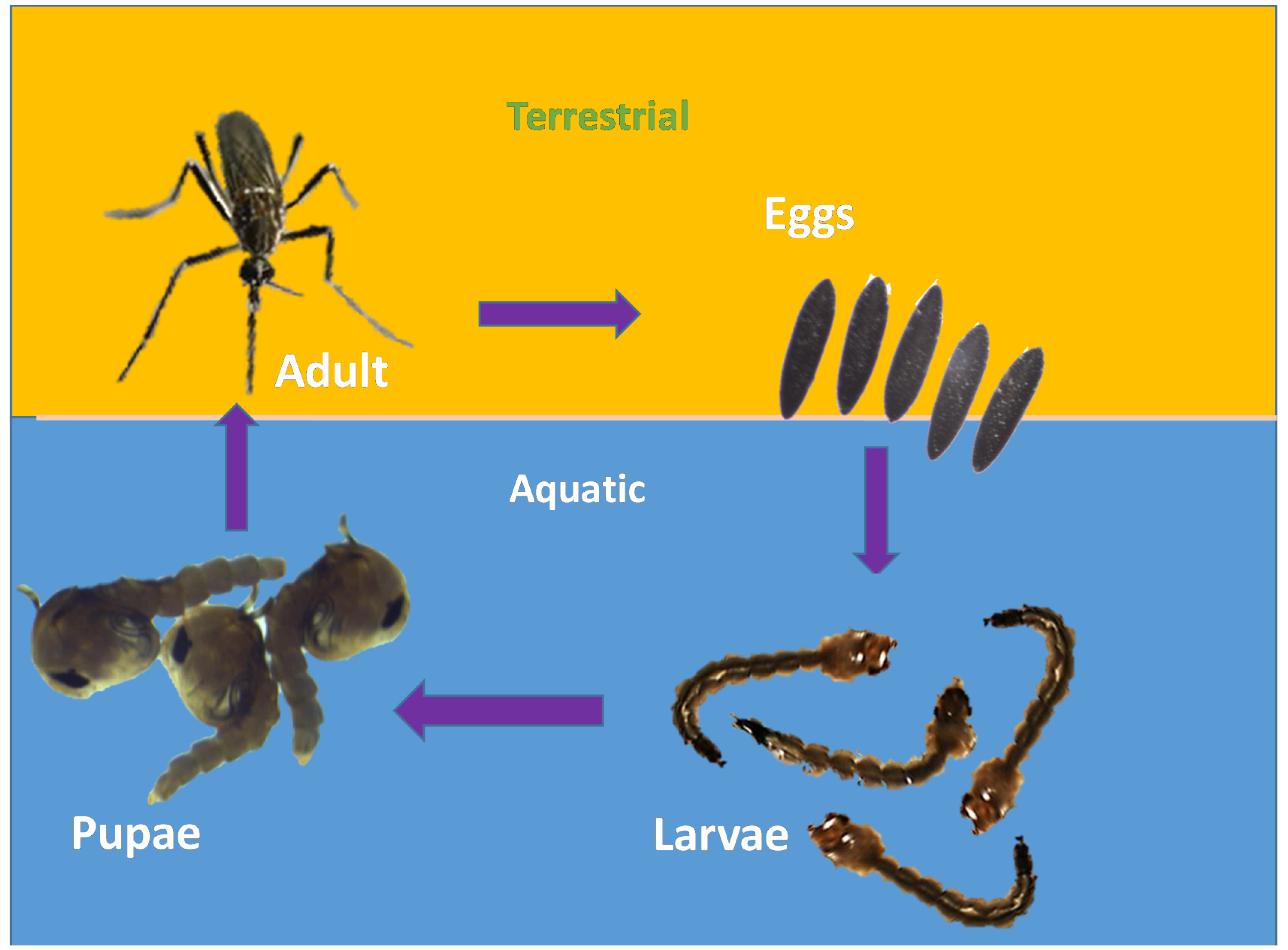 Molecules 28 02386 g001 Molecules 28 02386 g001