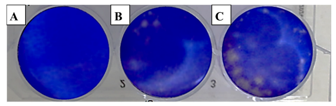Molecules 28 02421 g002