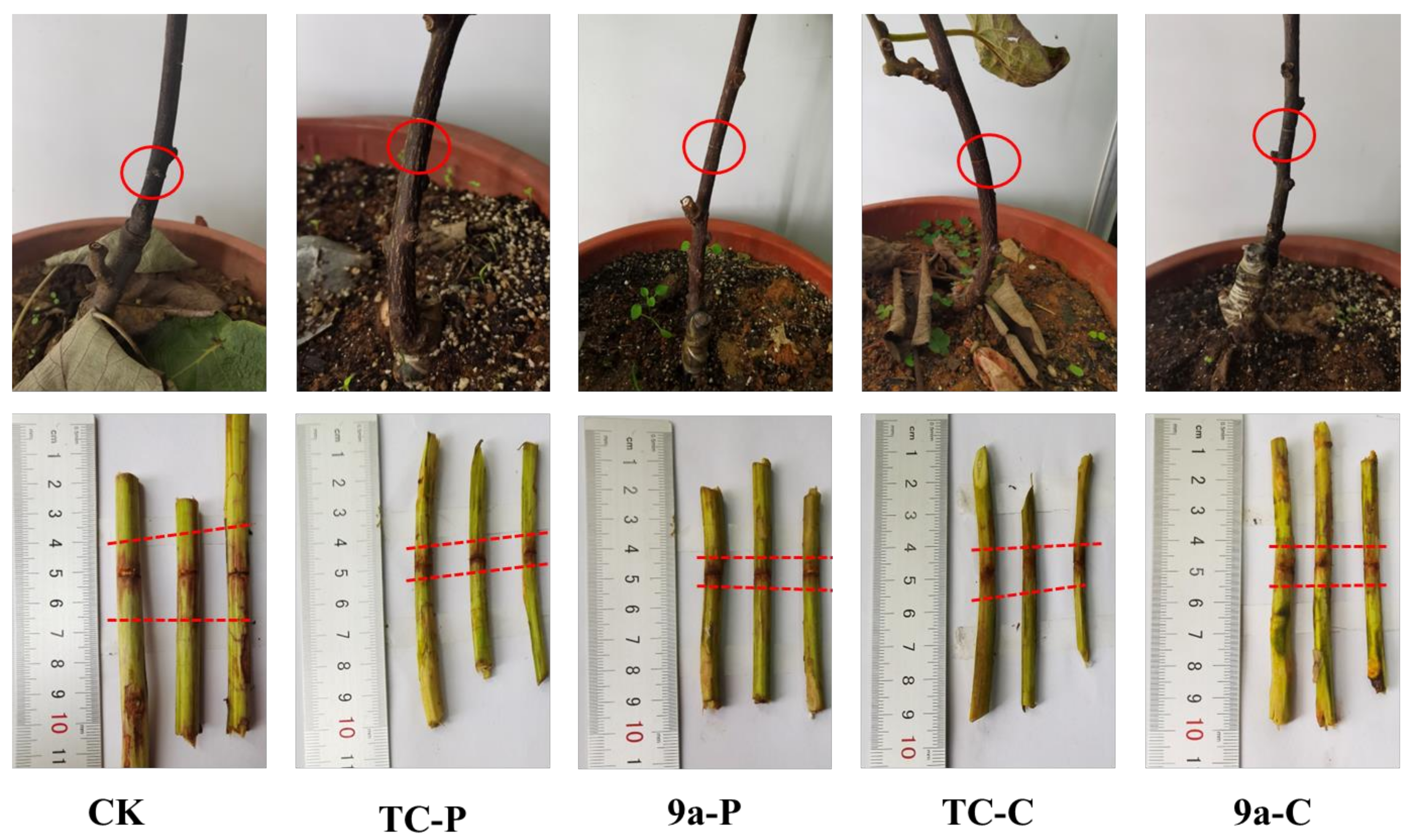 Molecules 28 02442 g004