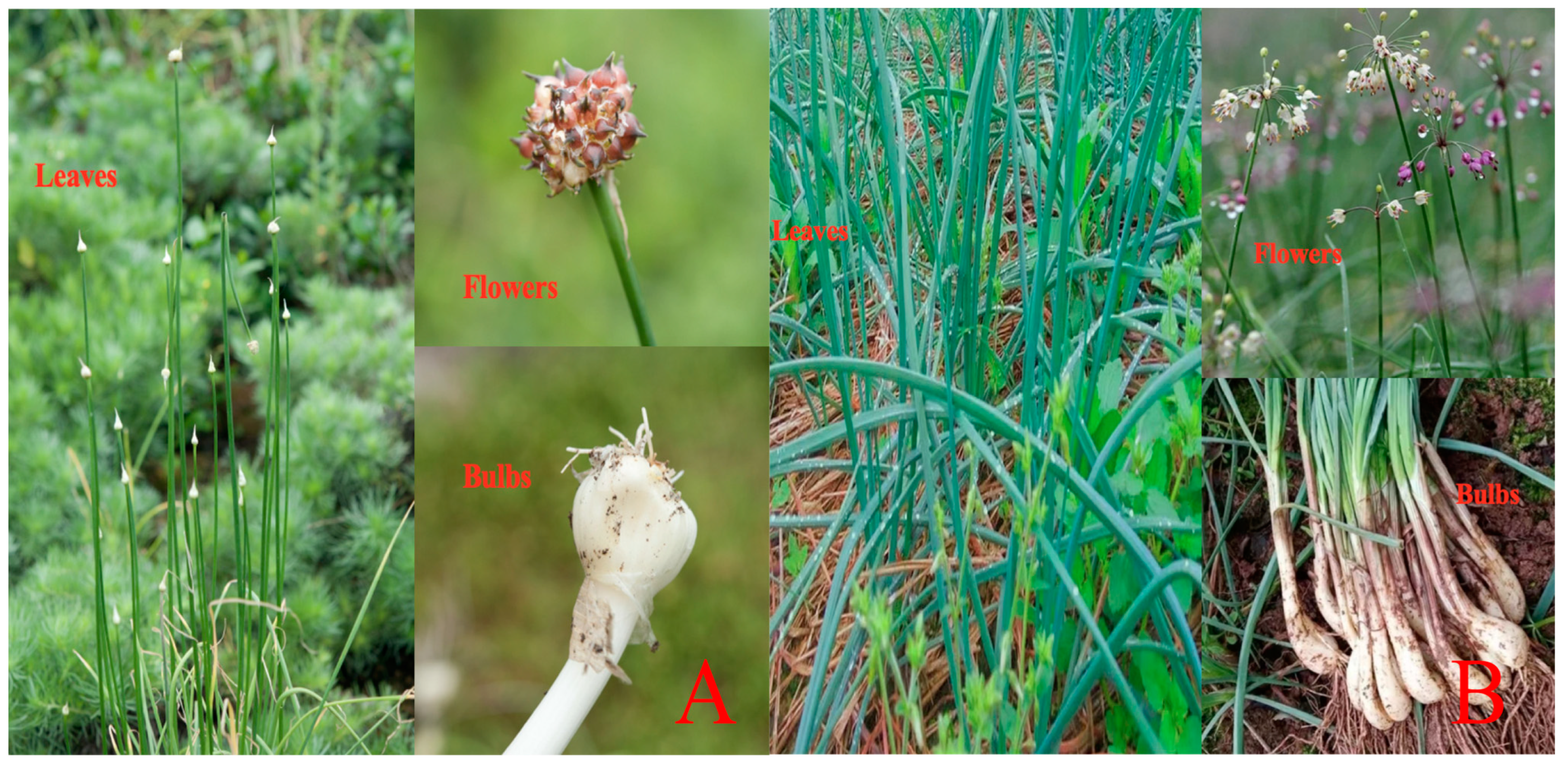 Molecules 28 02485 g001