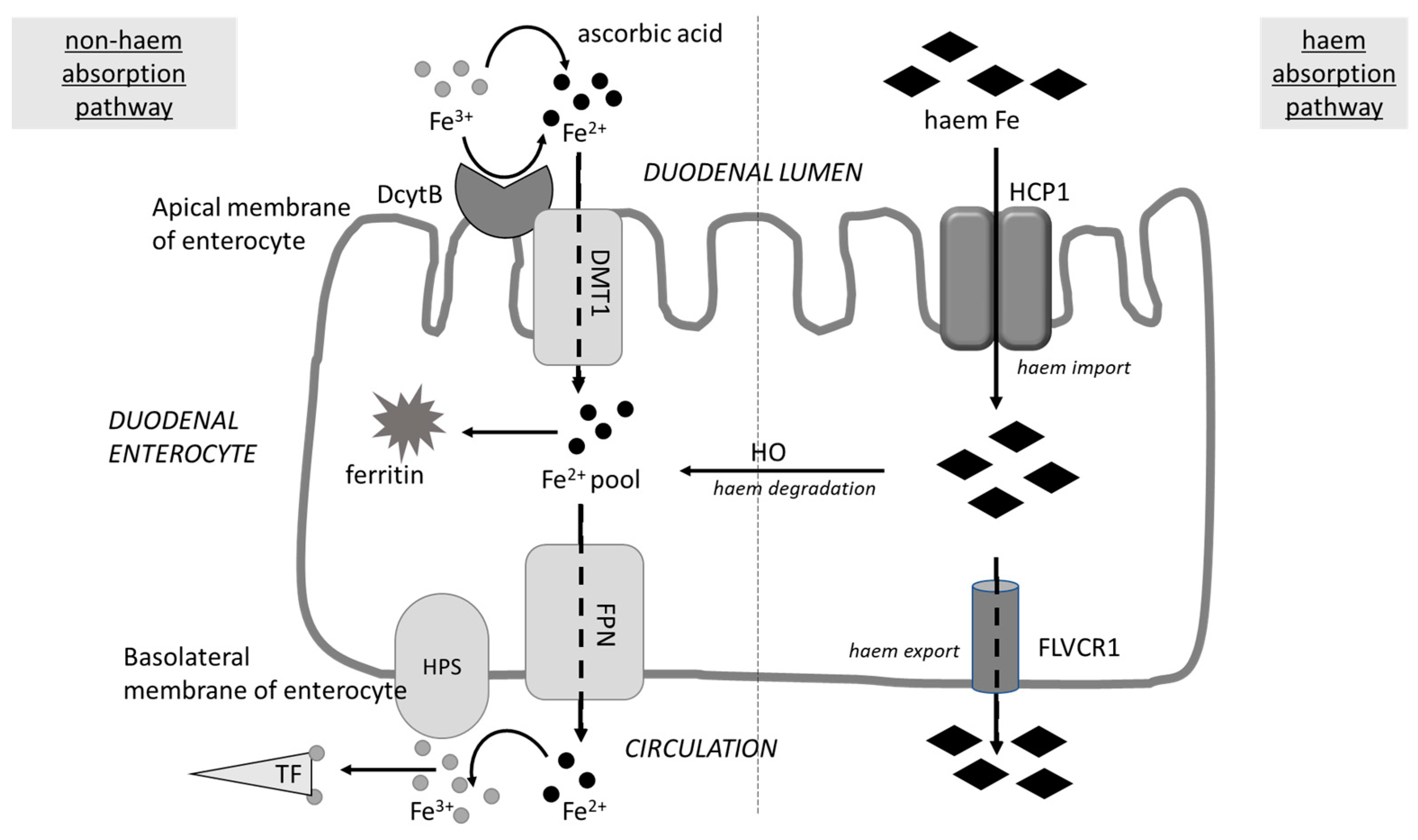 Molecules 28 02536 g002 Molecules 28 02536 g002