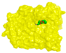 Molecules 28 02559 i003 Molecules 28 02559 i003