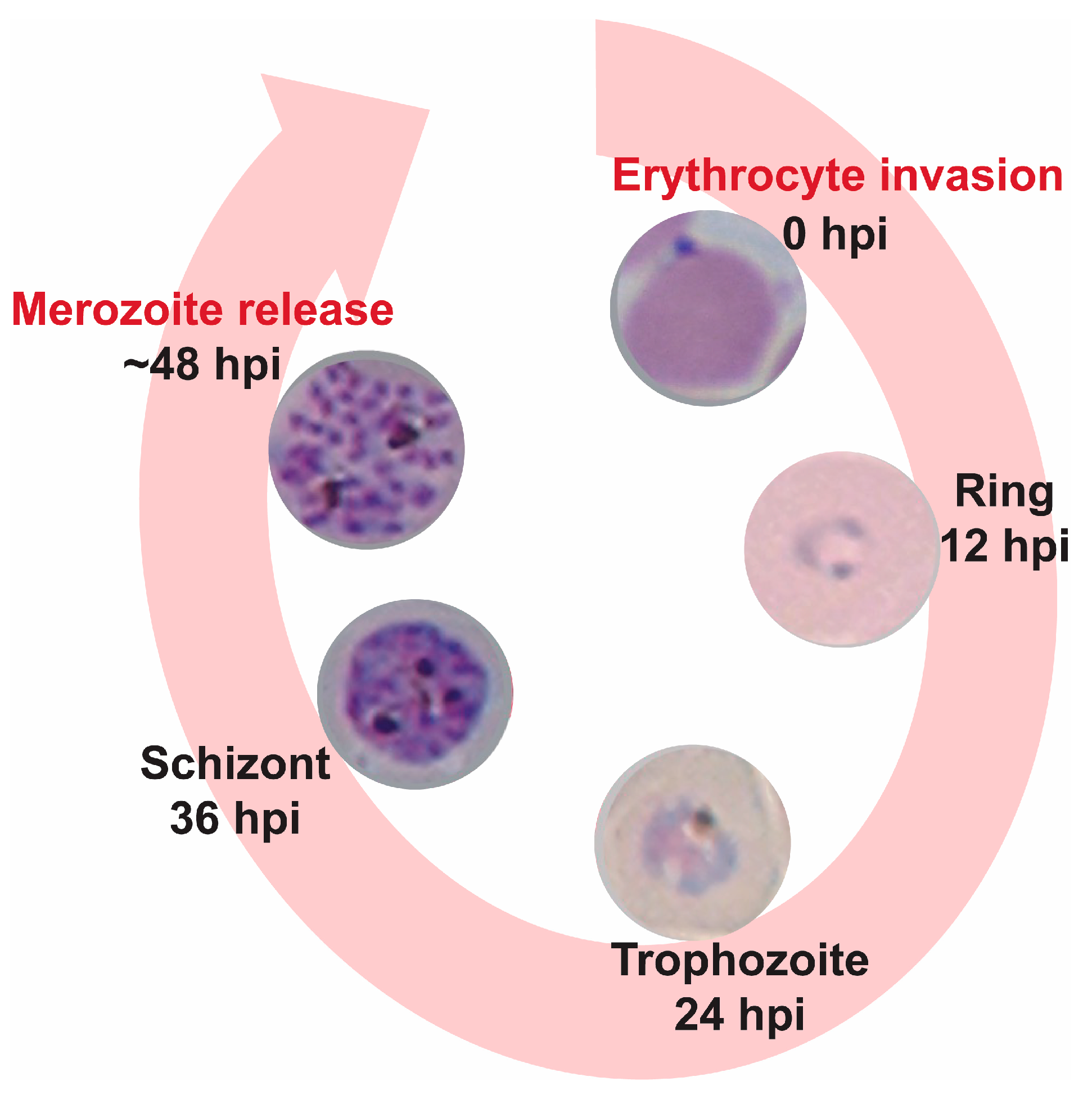 Molecules 28 02600 g001