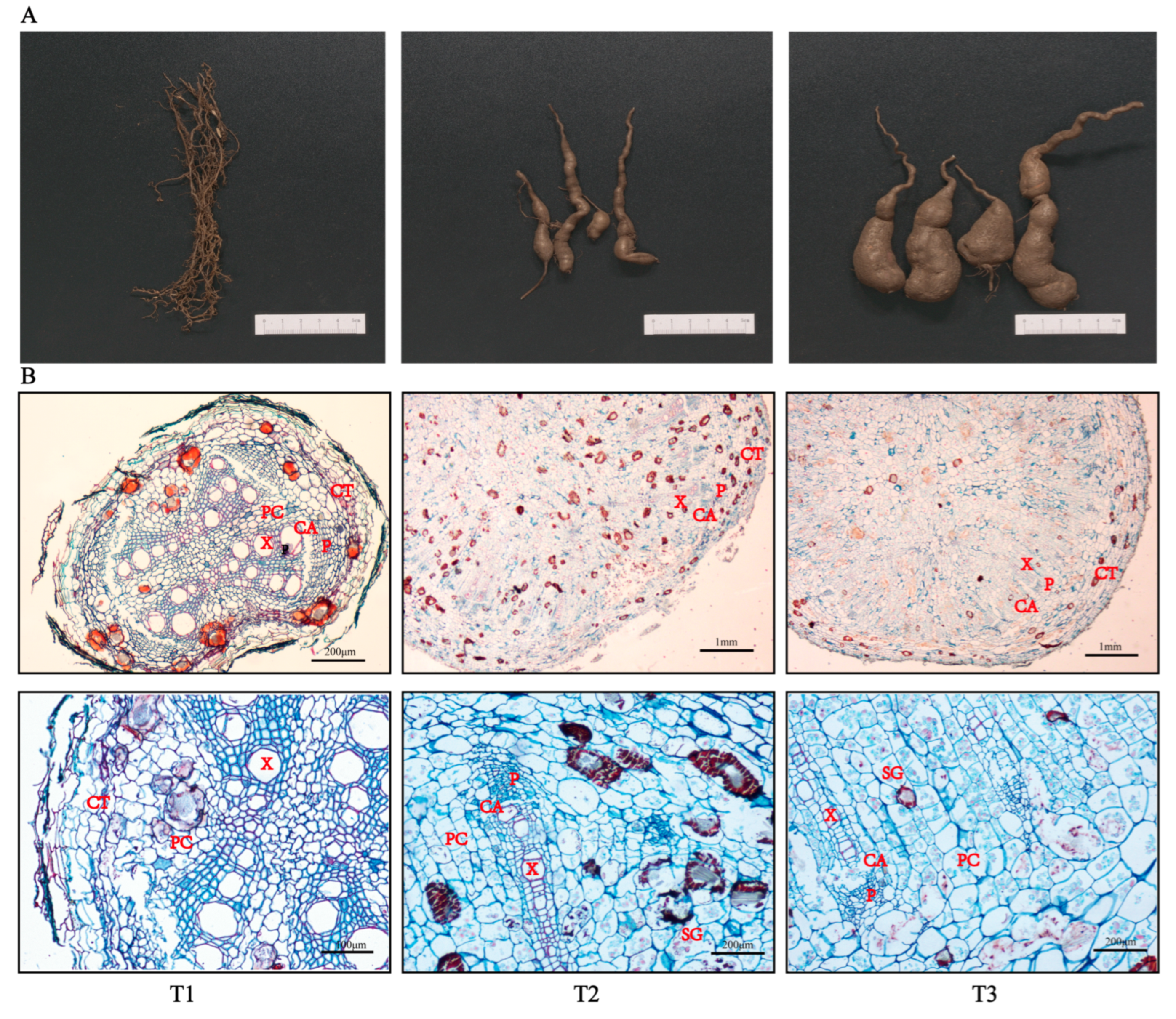 Molecules 28 02603 g001 Molecules 28 02603 g001
