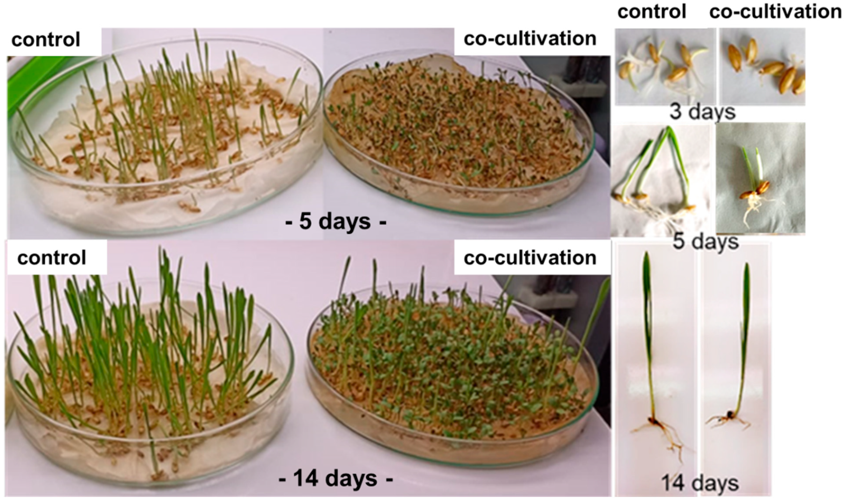 Molecules 28 02645 g001