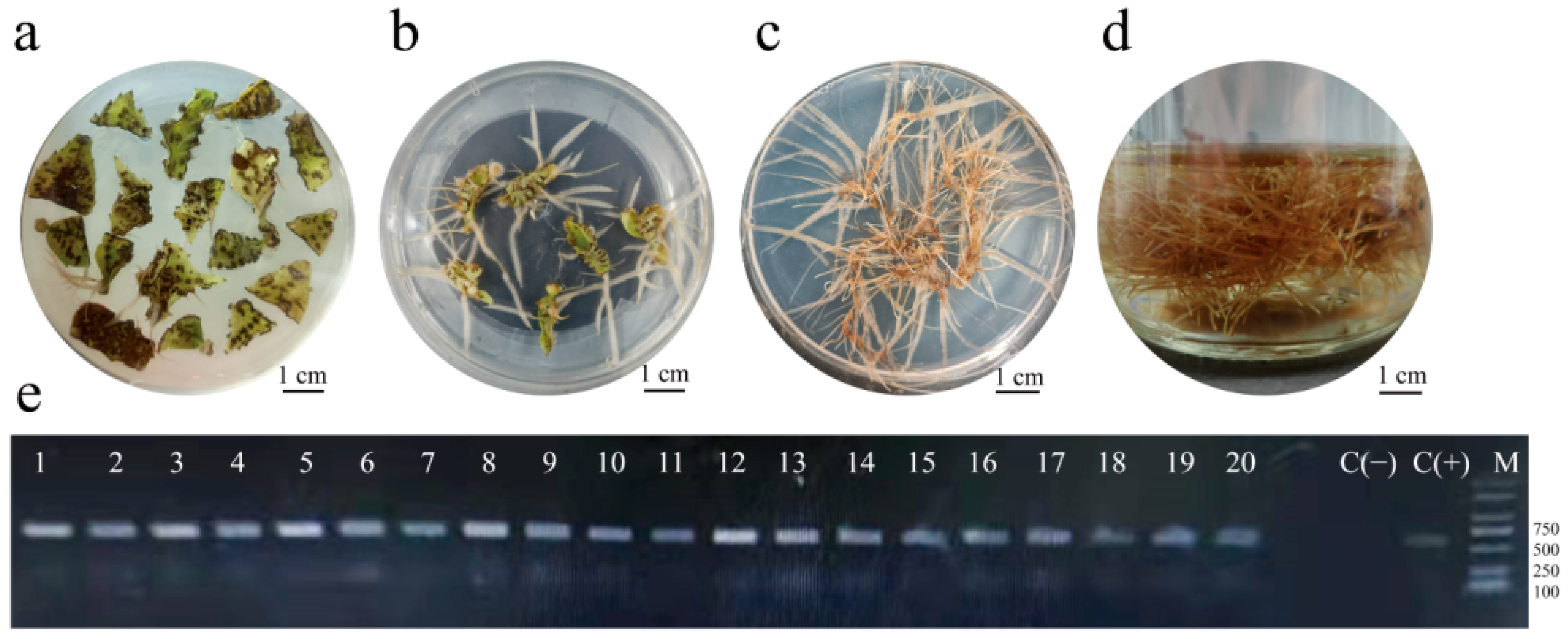 Molecules 28 02686 g001