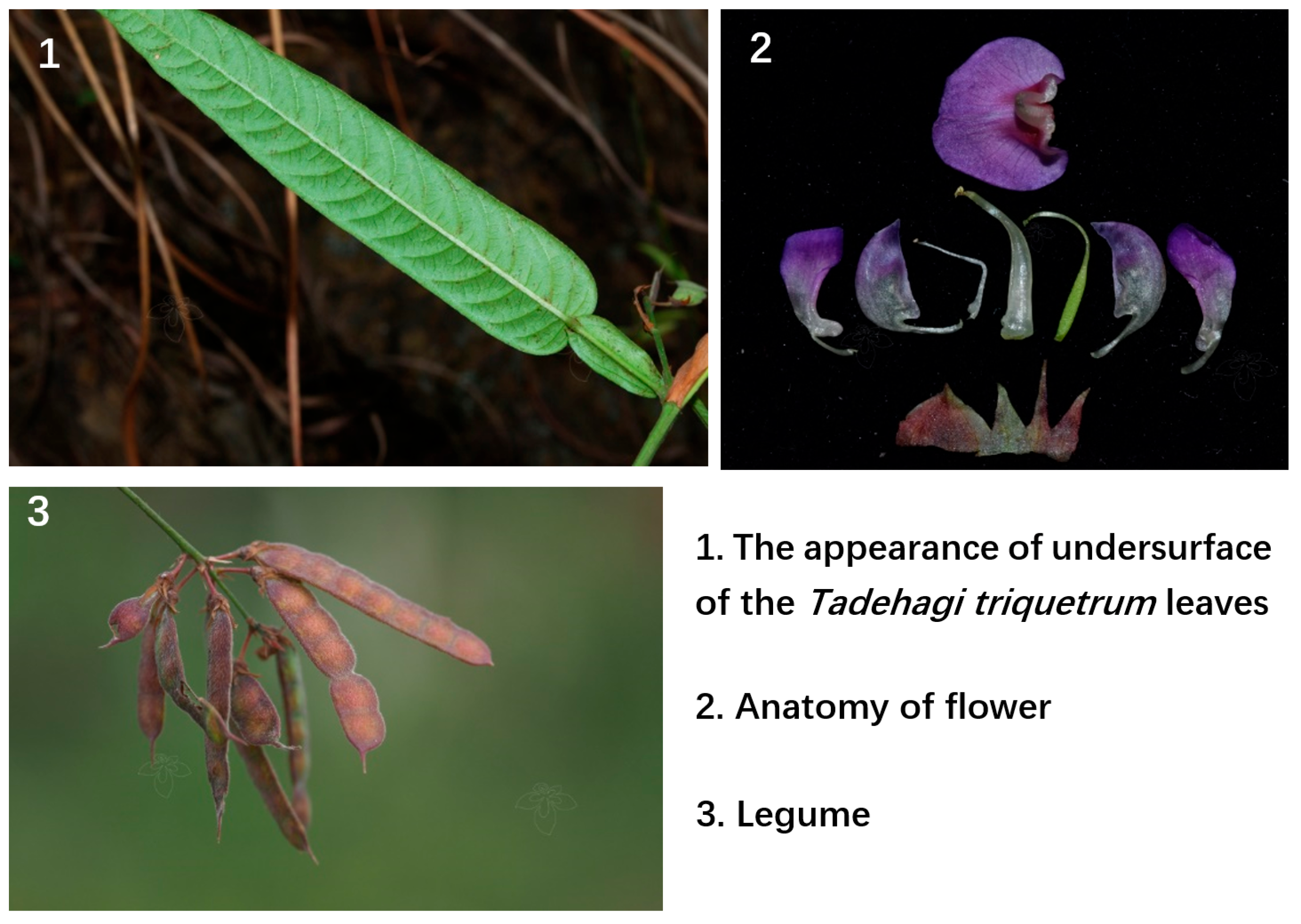 Molecules 28 02734 g001