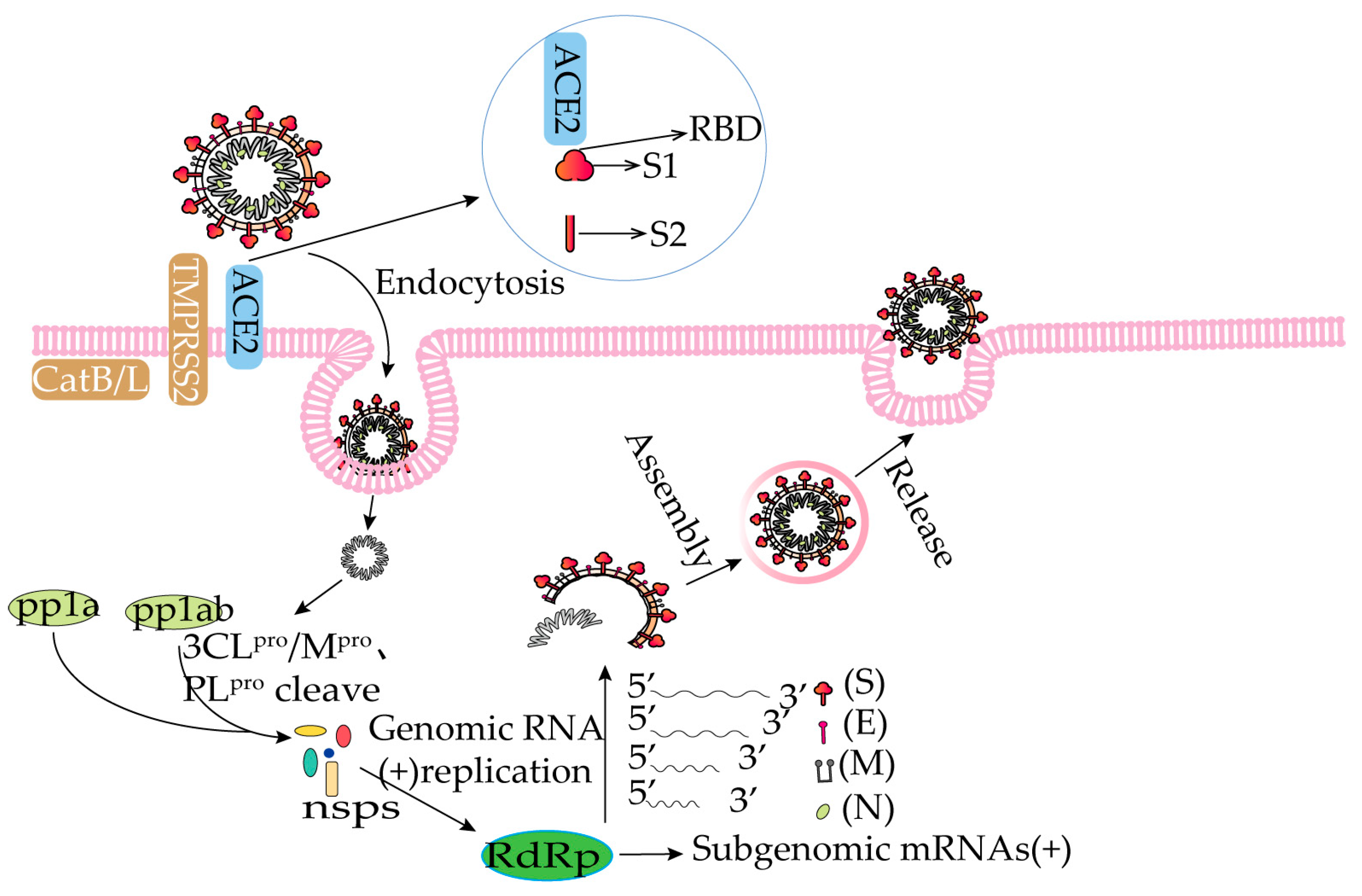 Molecules 28 02735 g002