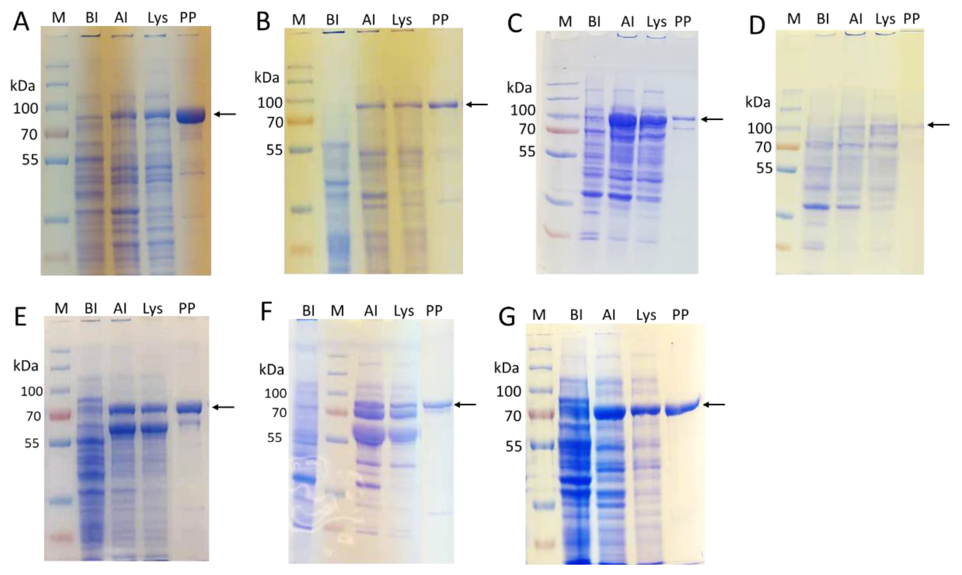 Molecules 28 02753 g002