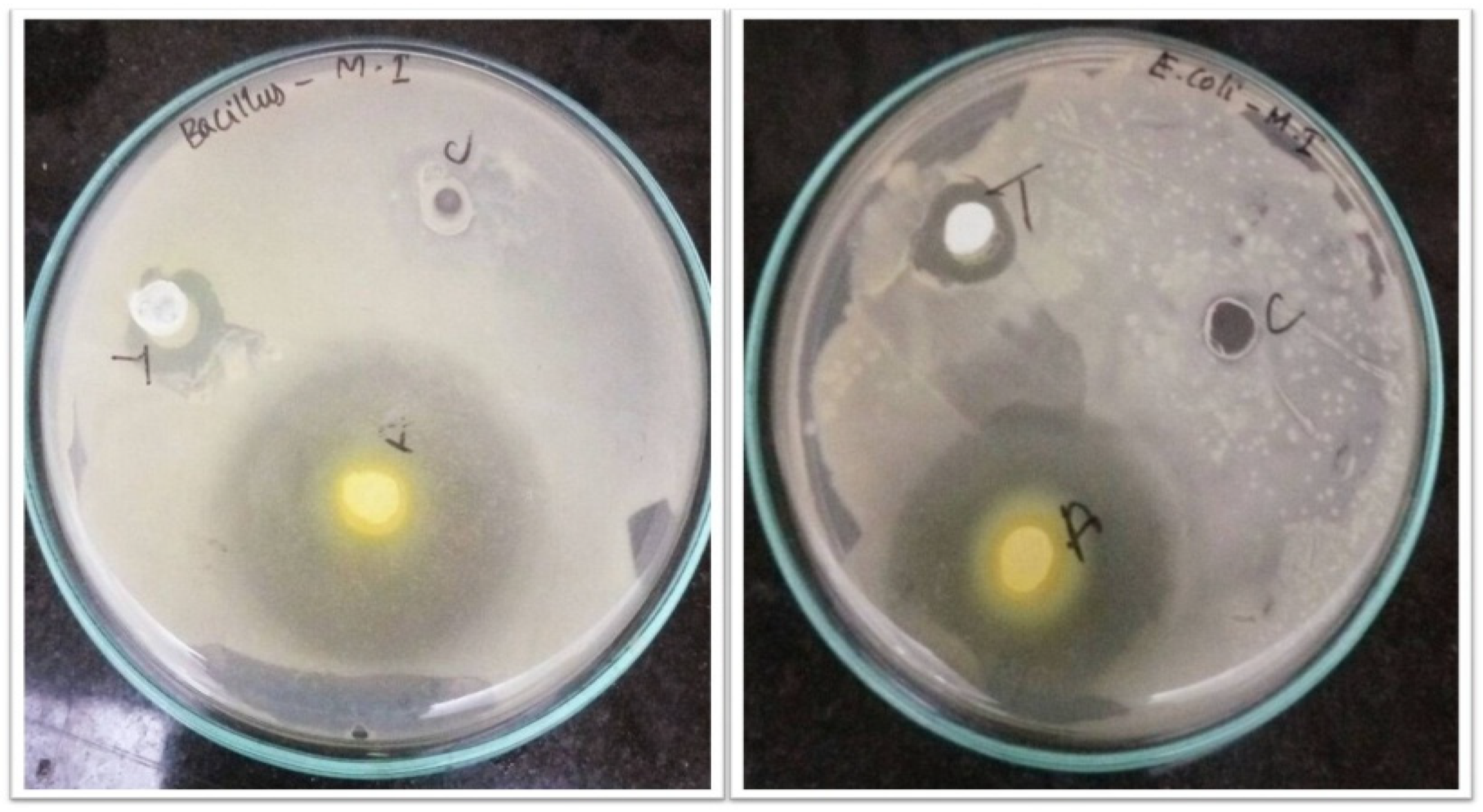 Molecules 28 02818 g007