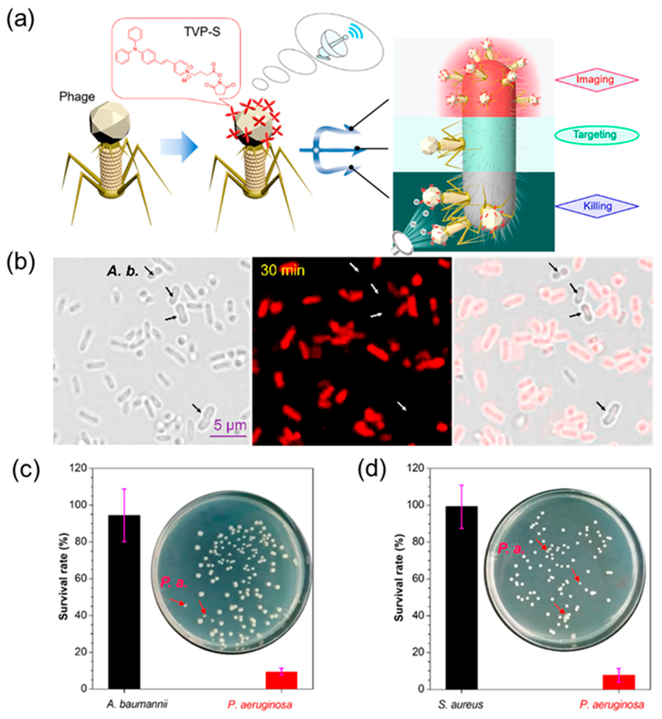 Molecules 28 02863 g010