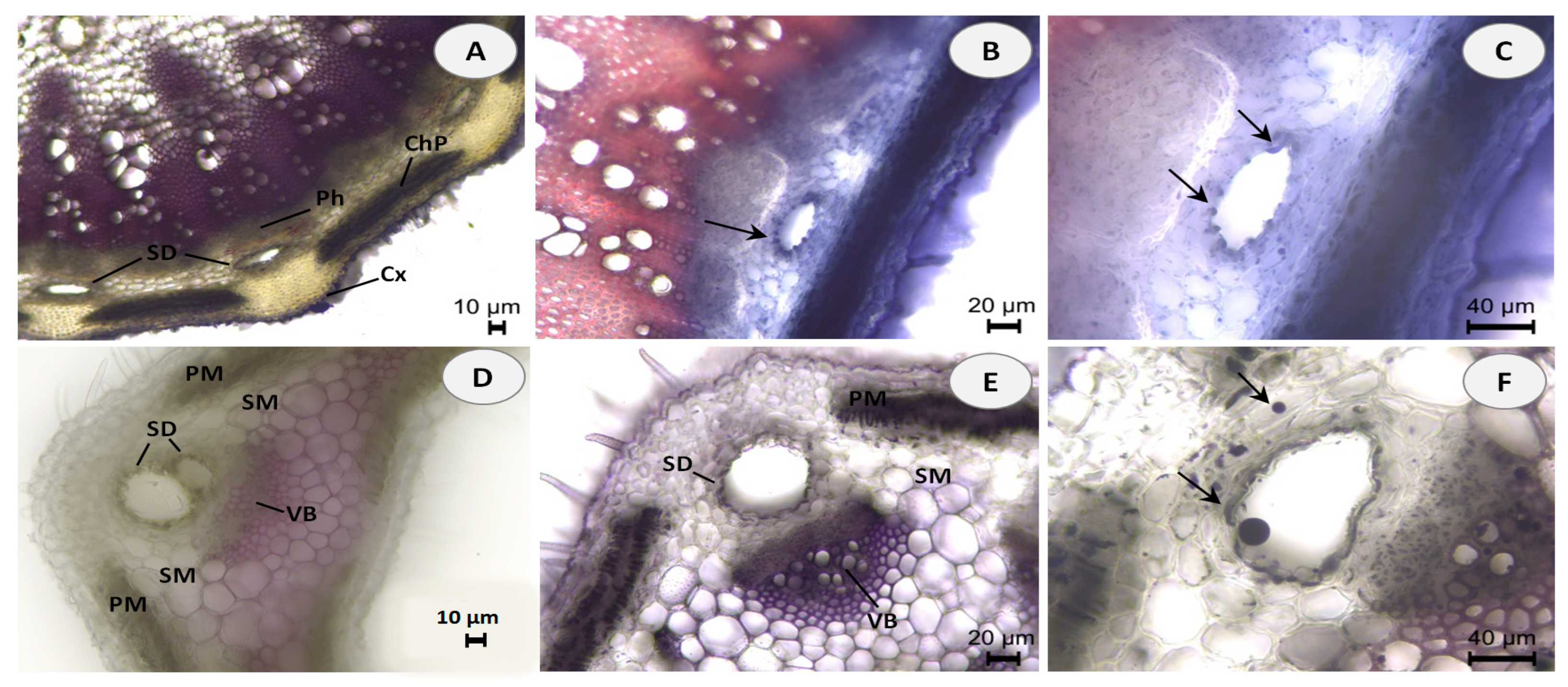 Molecules 28 02918 g001