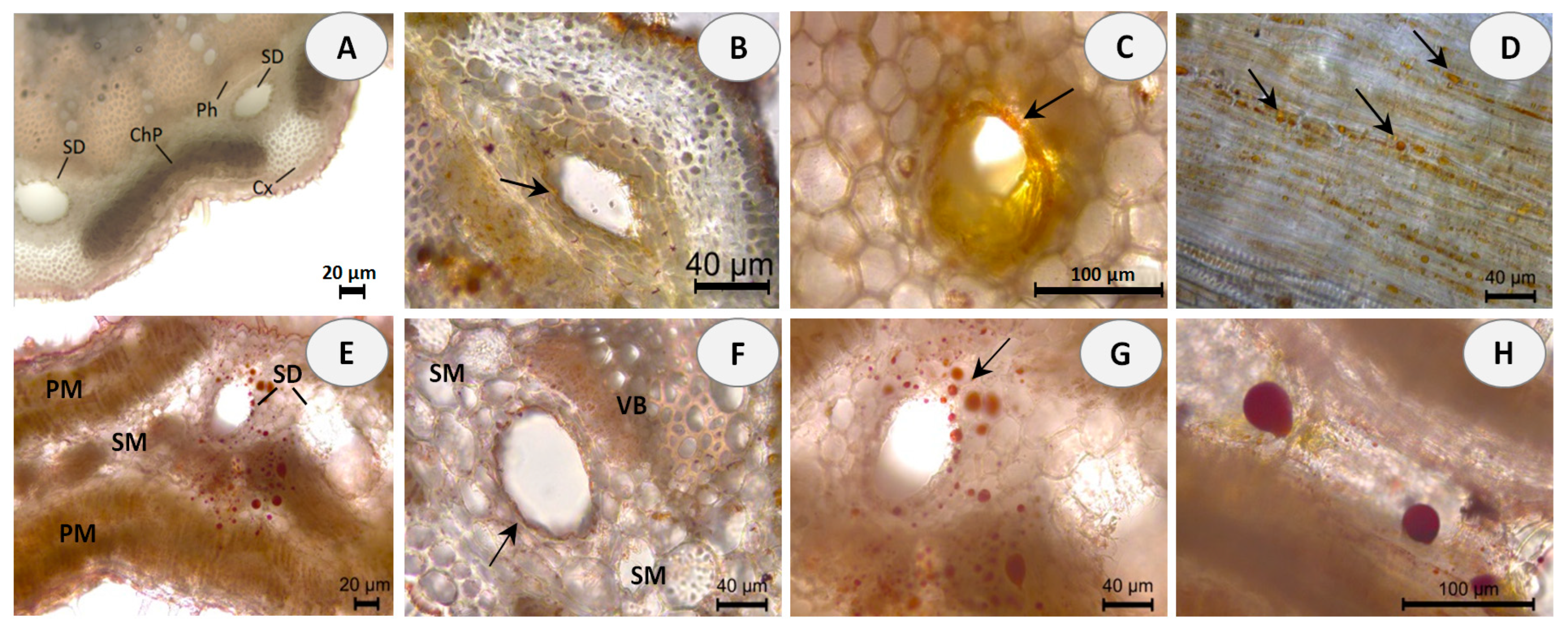 Molecules 28 02918 g002