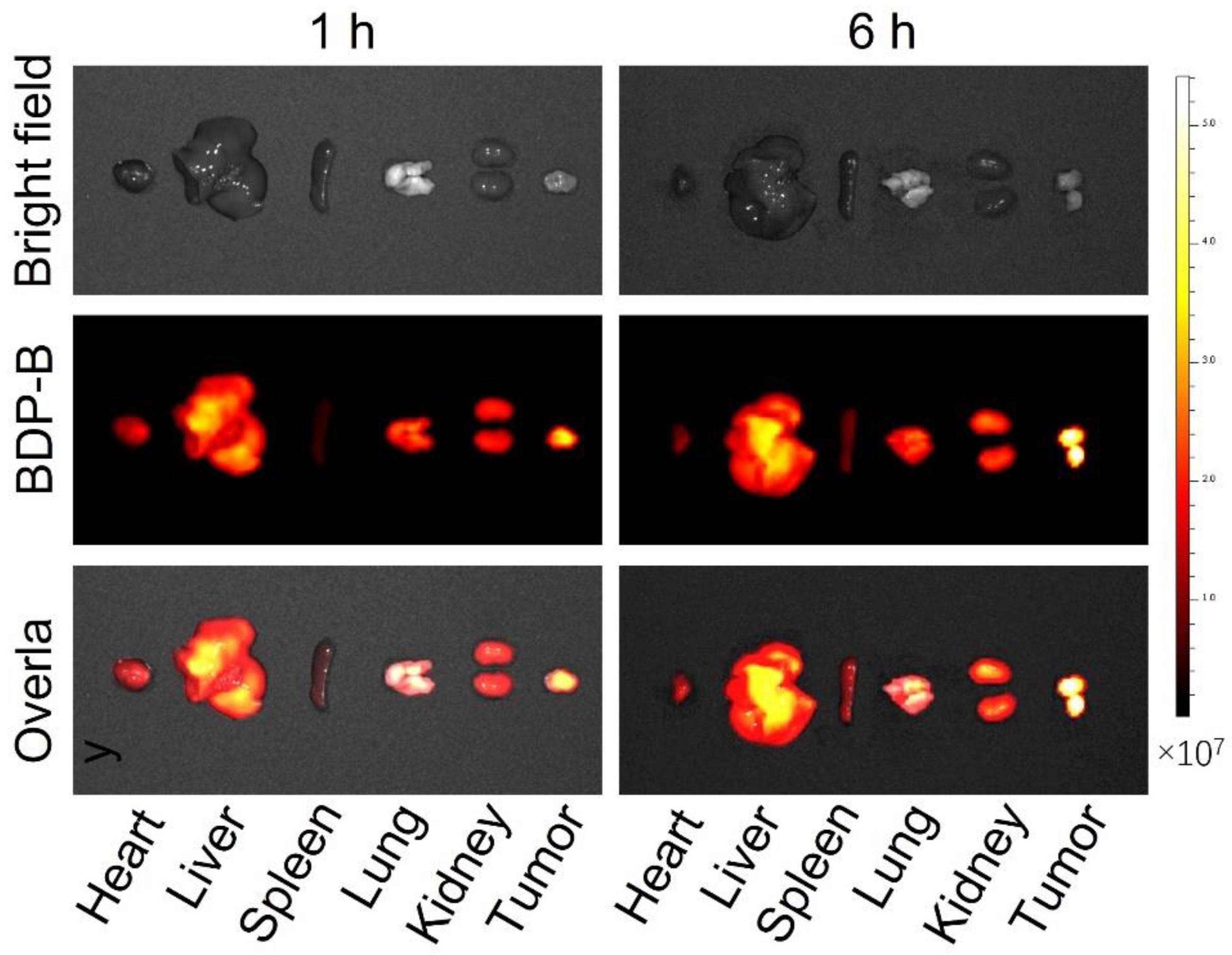 Molecules 28 02997 g006