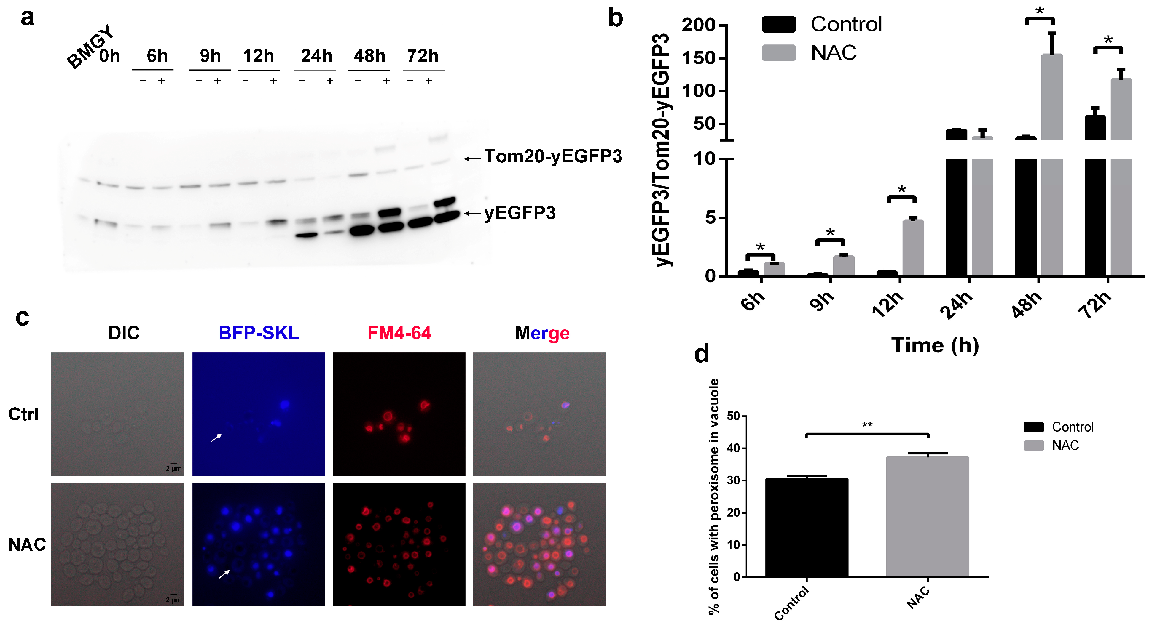 Molecules 28 03041 g006