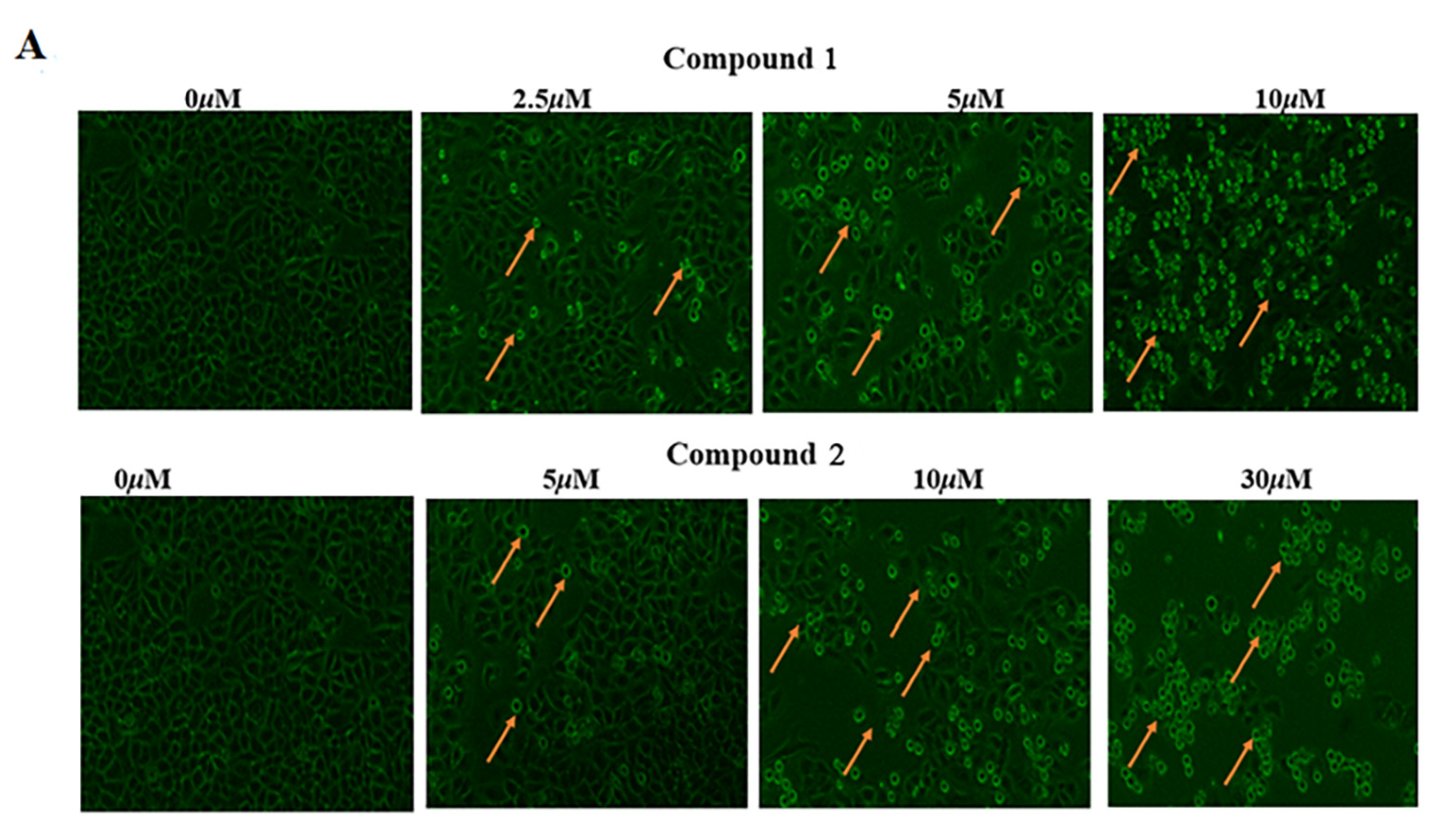 Molecules 28 03180 g005a Molecules 28 03180 g005a