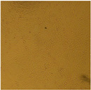 Molecules 28 03299 i007 Molecules 28 03299 i007