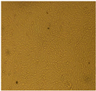 Molecules 28 03299 i008 Molecules 28 03299 i008