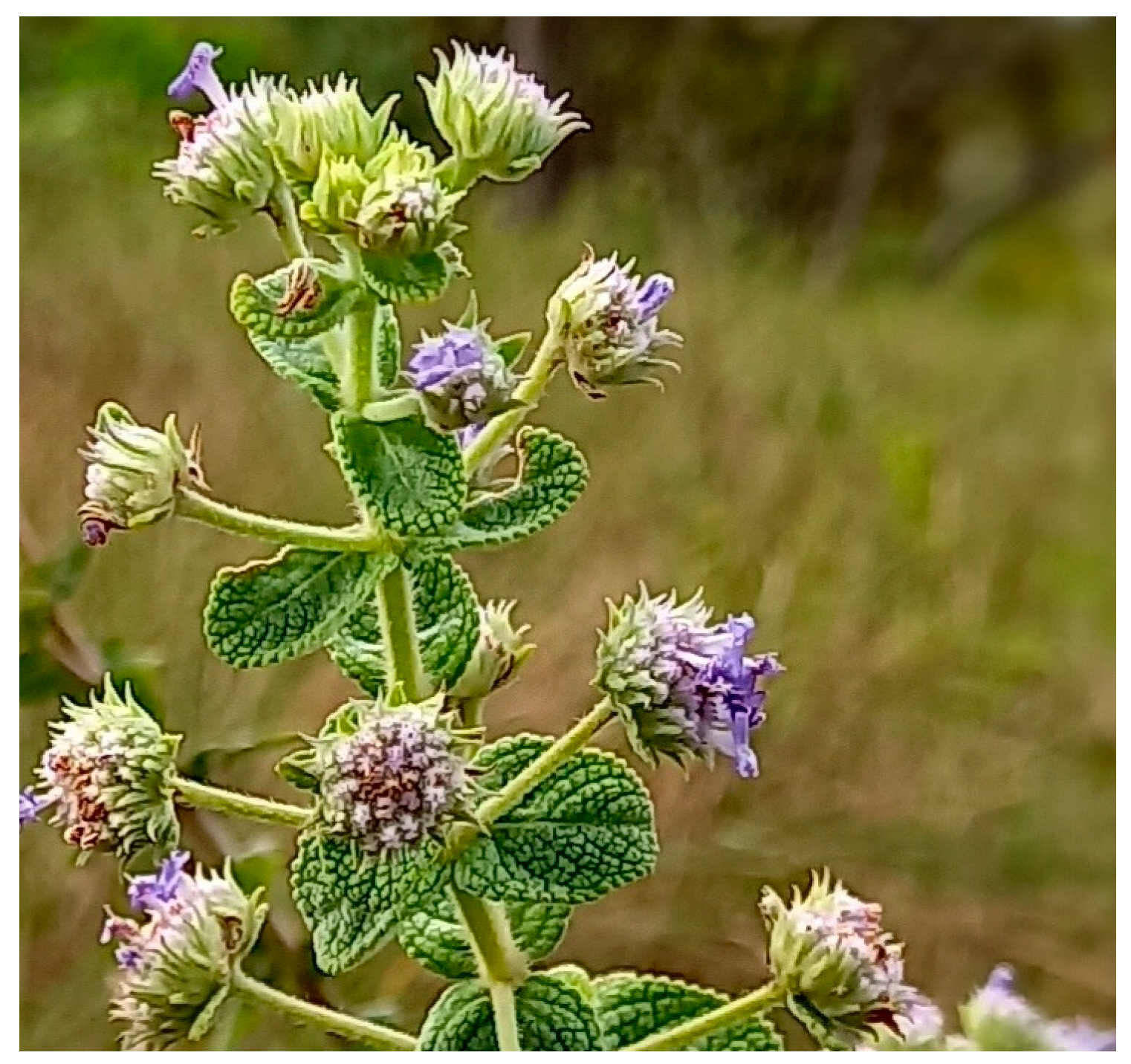 Molecules 28 03371 g001