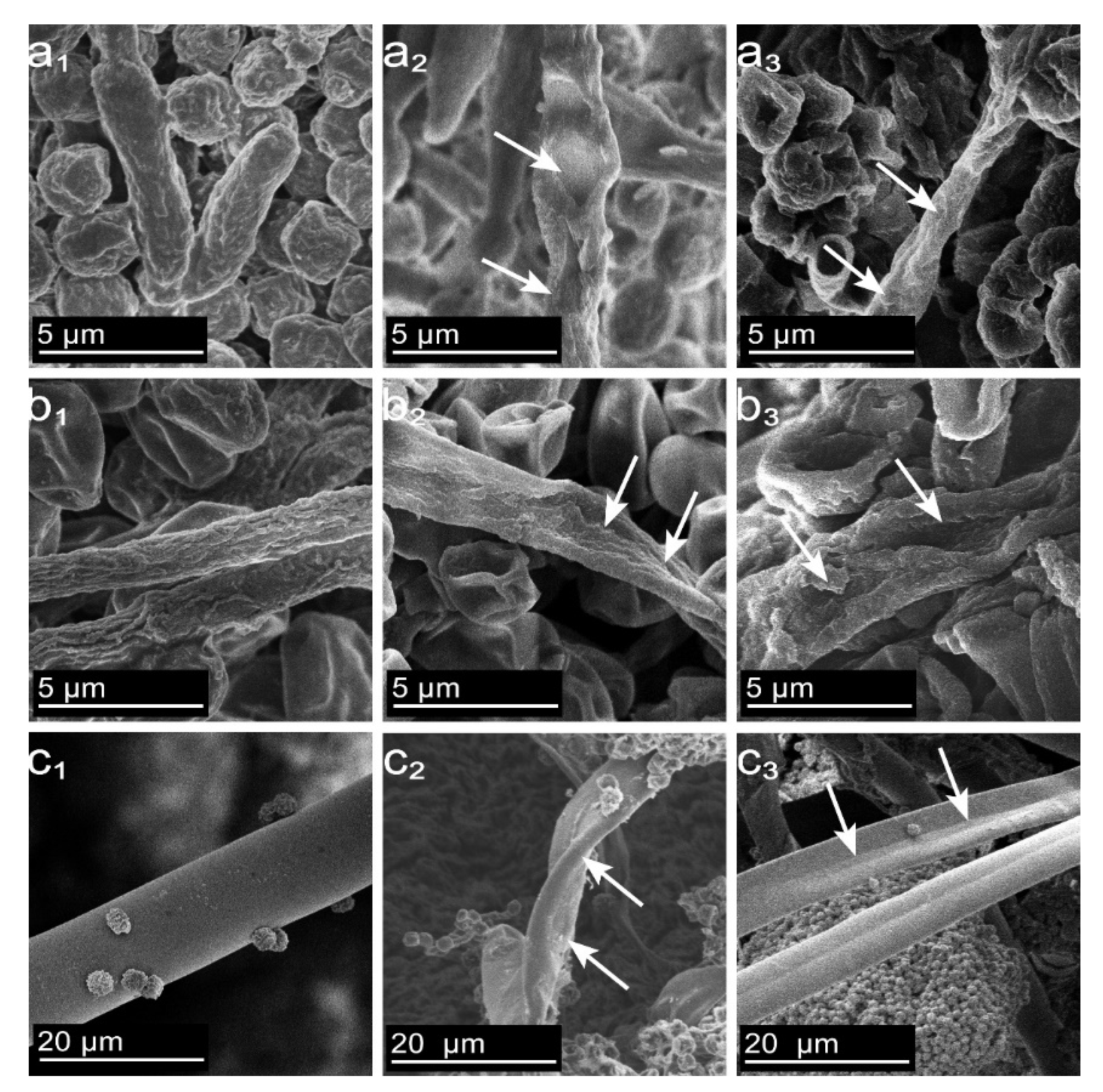 Molecules 28 03432 g005