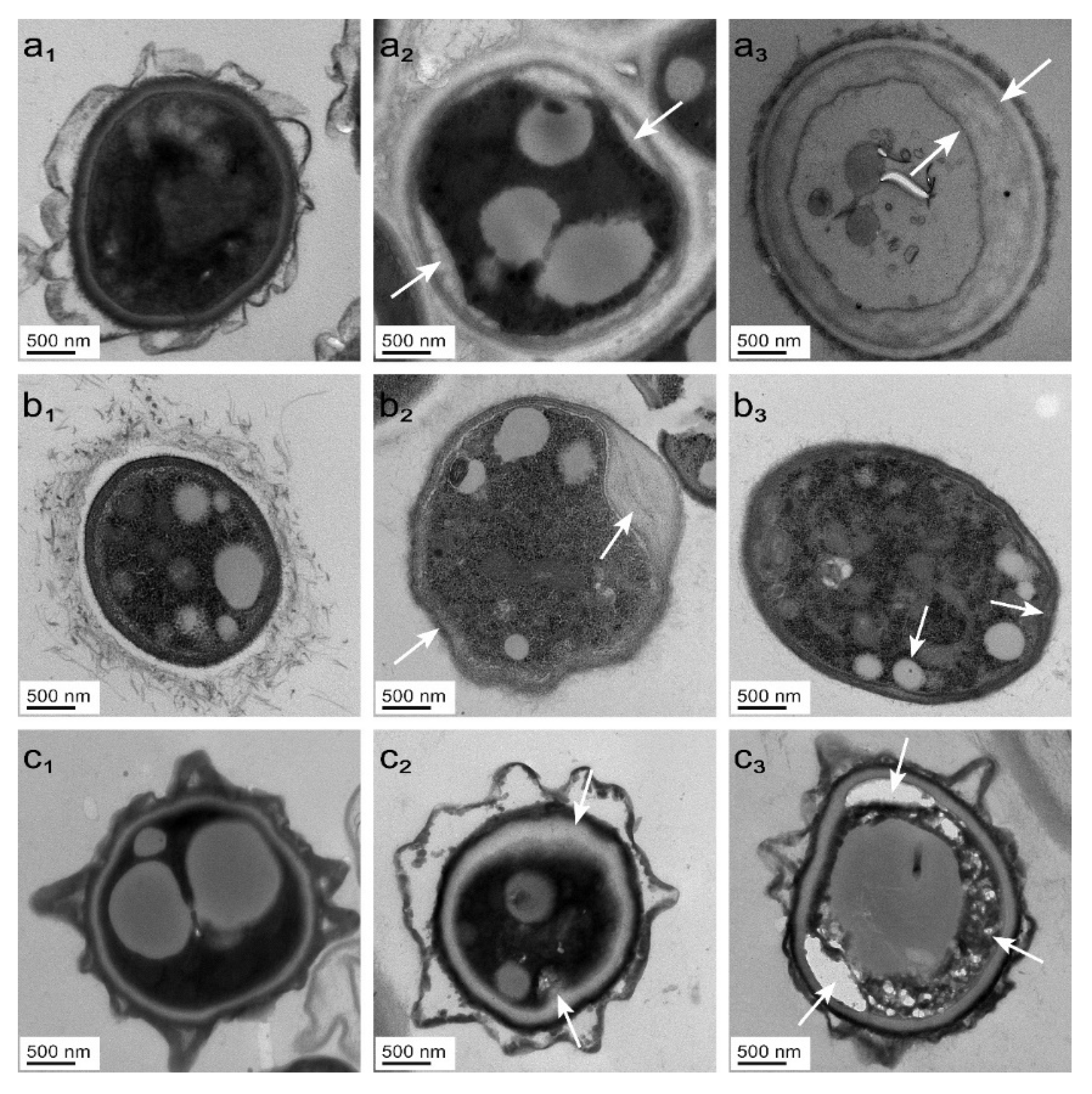 Molecules 28 03432 g006