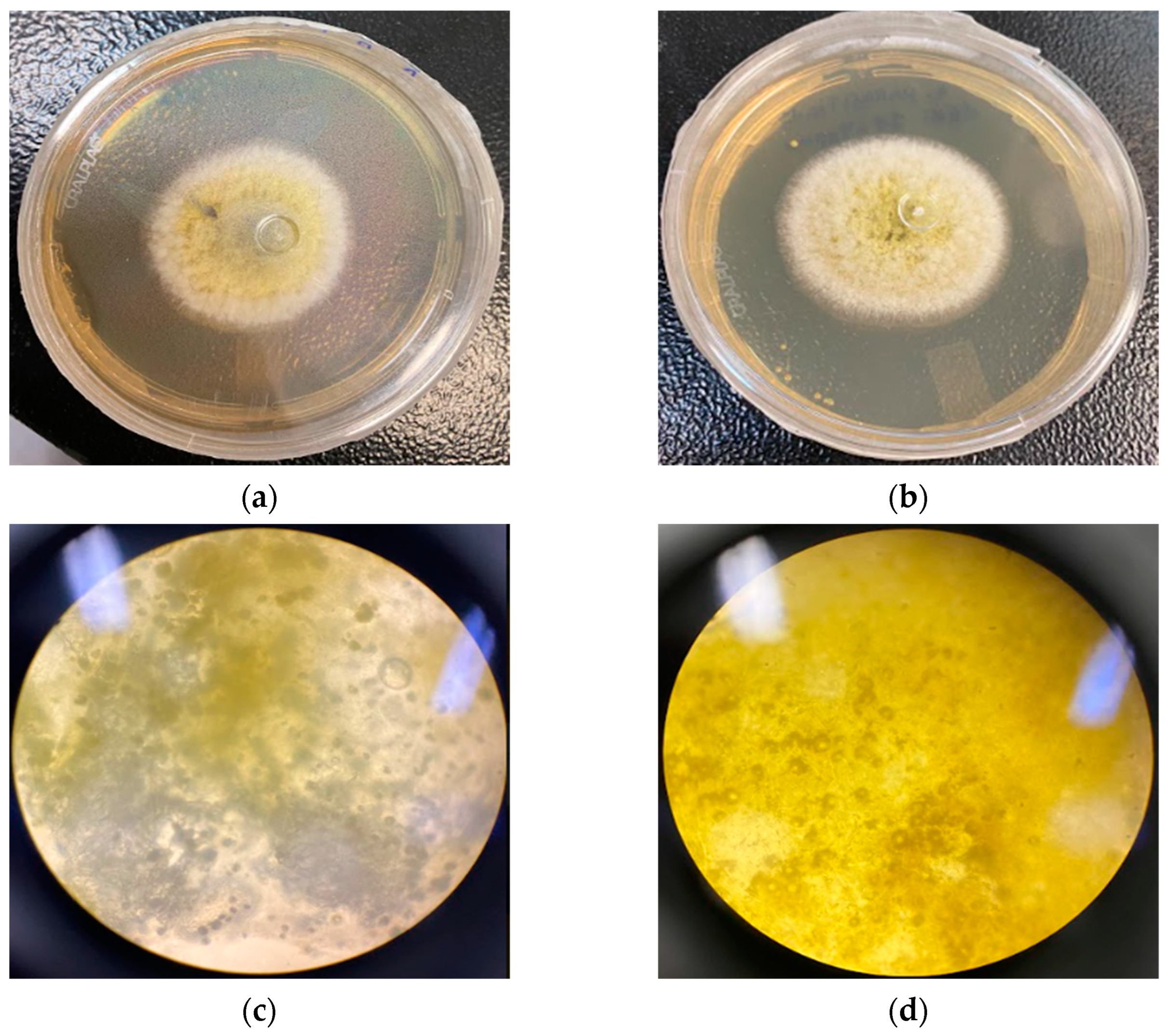 Molecules 28 03437 g006