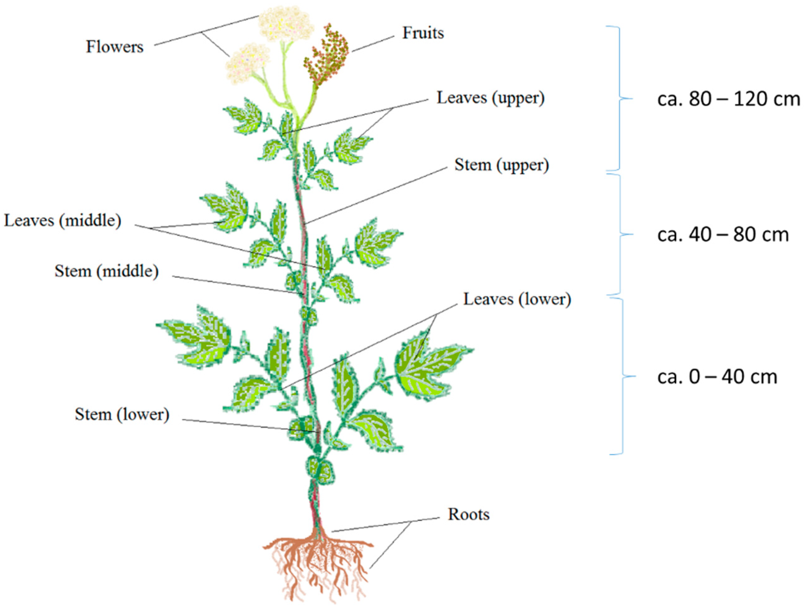 Molecules 28 03512 g003